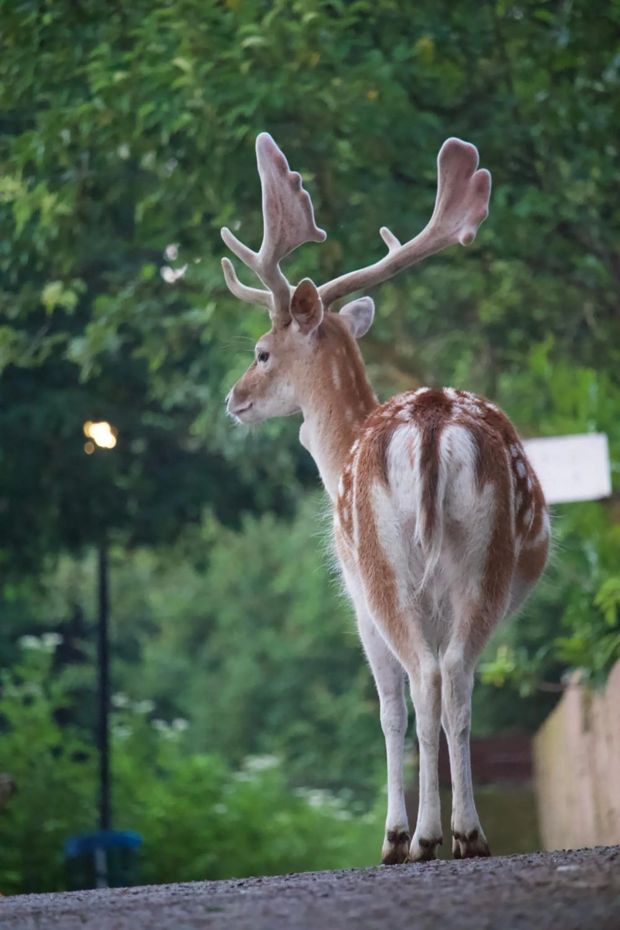 Animals in Polonezköy Country Club & Accommodation in the Wildlife Park!