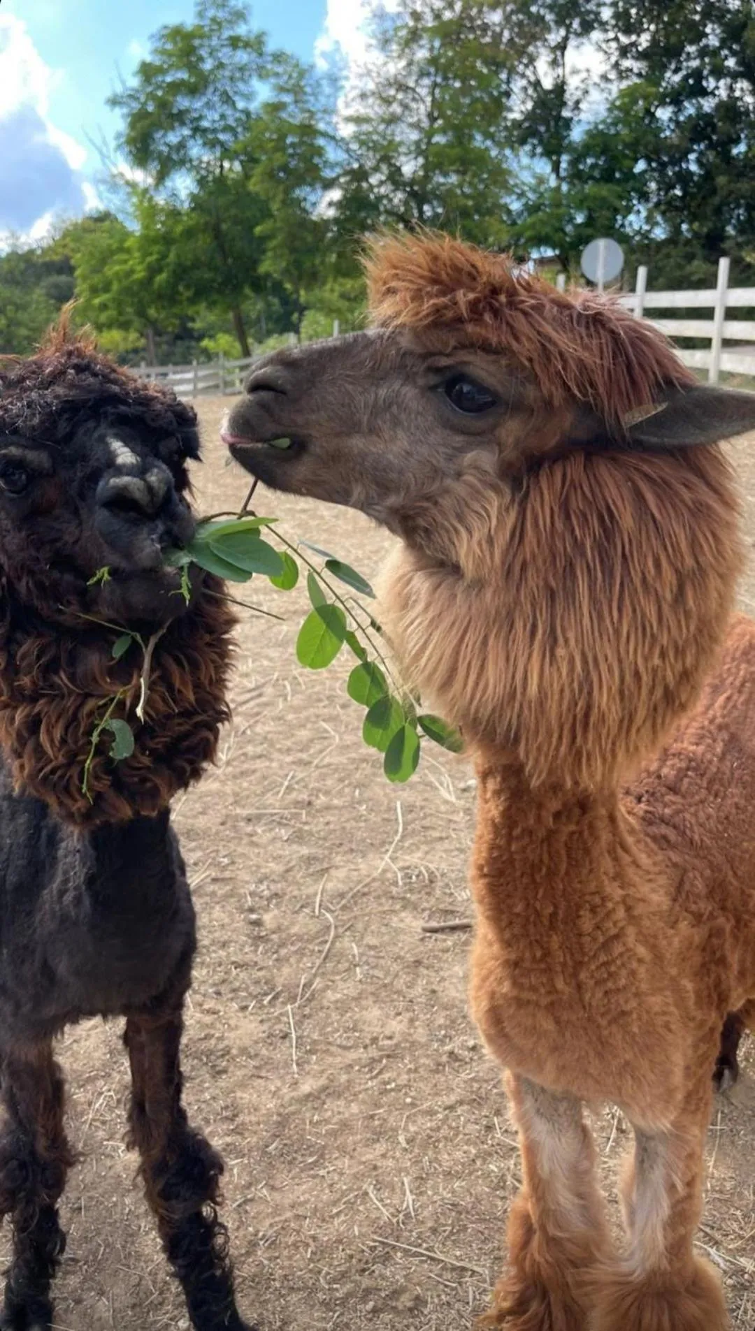 Animals in Polonezköy Country Club & Accommodation in the Wildlife Park!