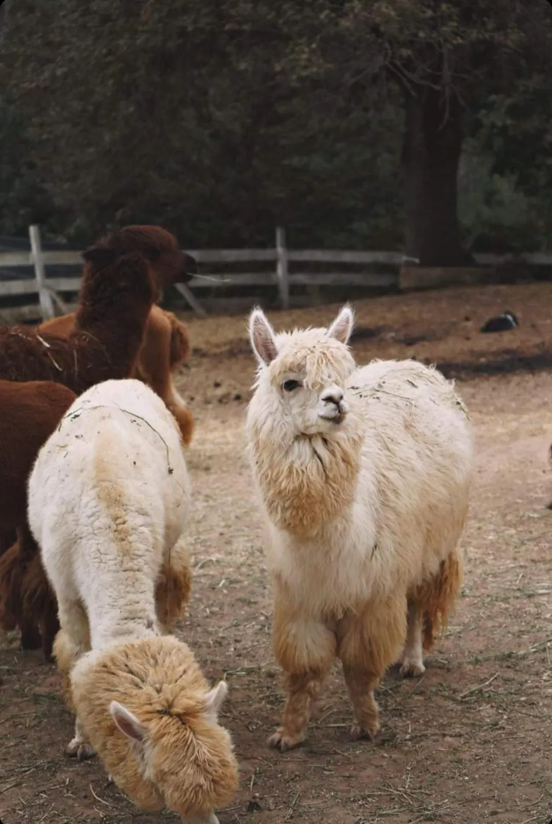 Animals in Polonezköy Country Club & Accommodation in the Wildlife Park!