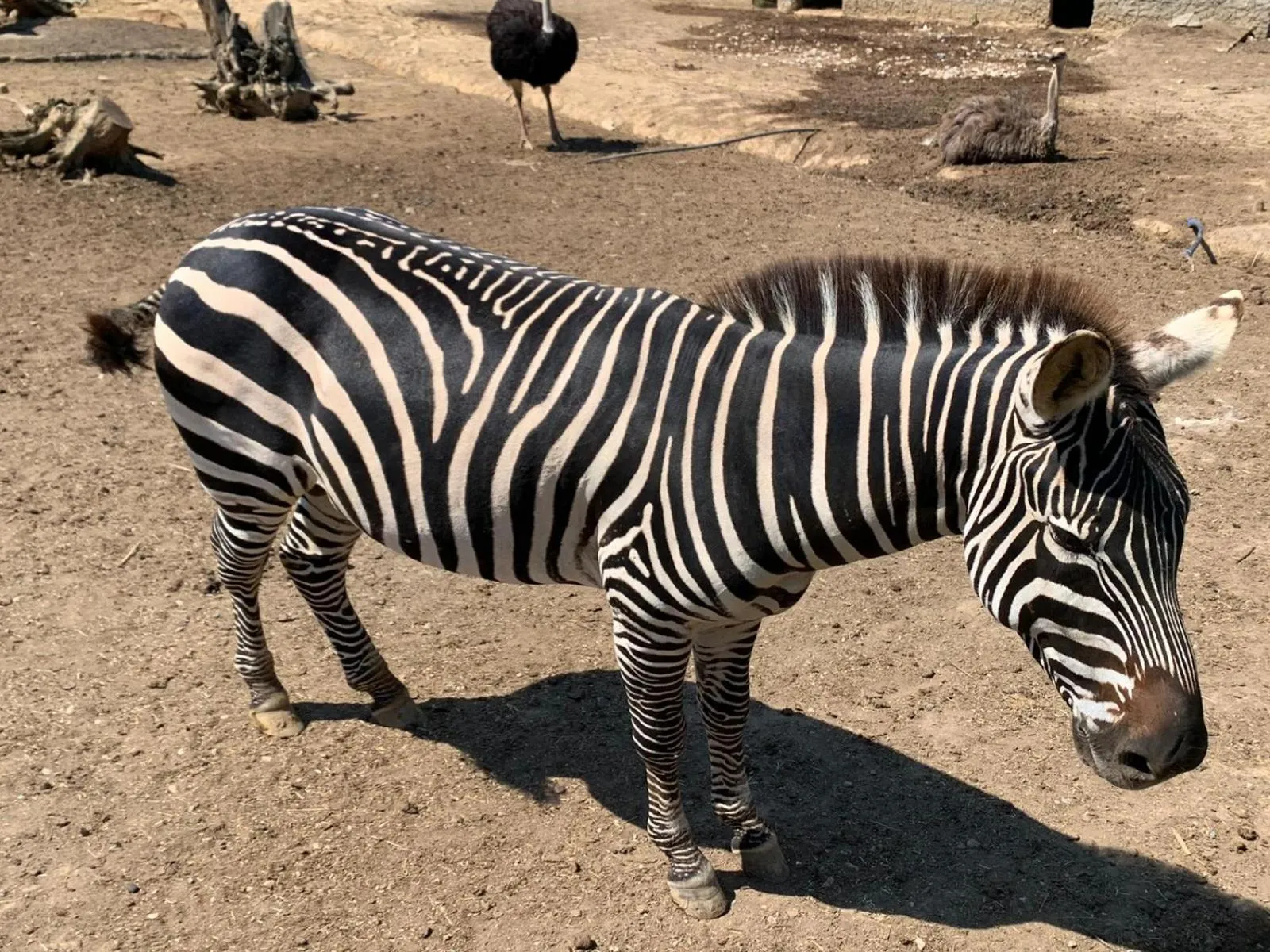 Animals in Polonezköy Country Club & Accommodation in the Wildlife Park!