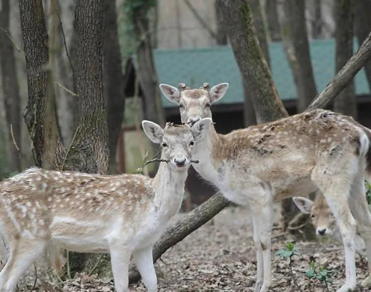 Animals in Polonezköy Country Club & Accommodation in the Wildlife Park!