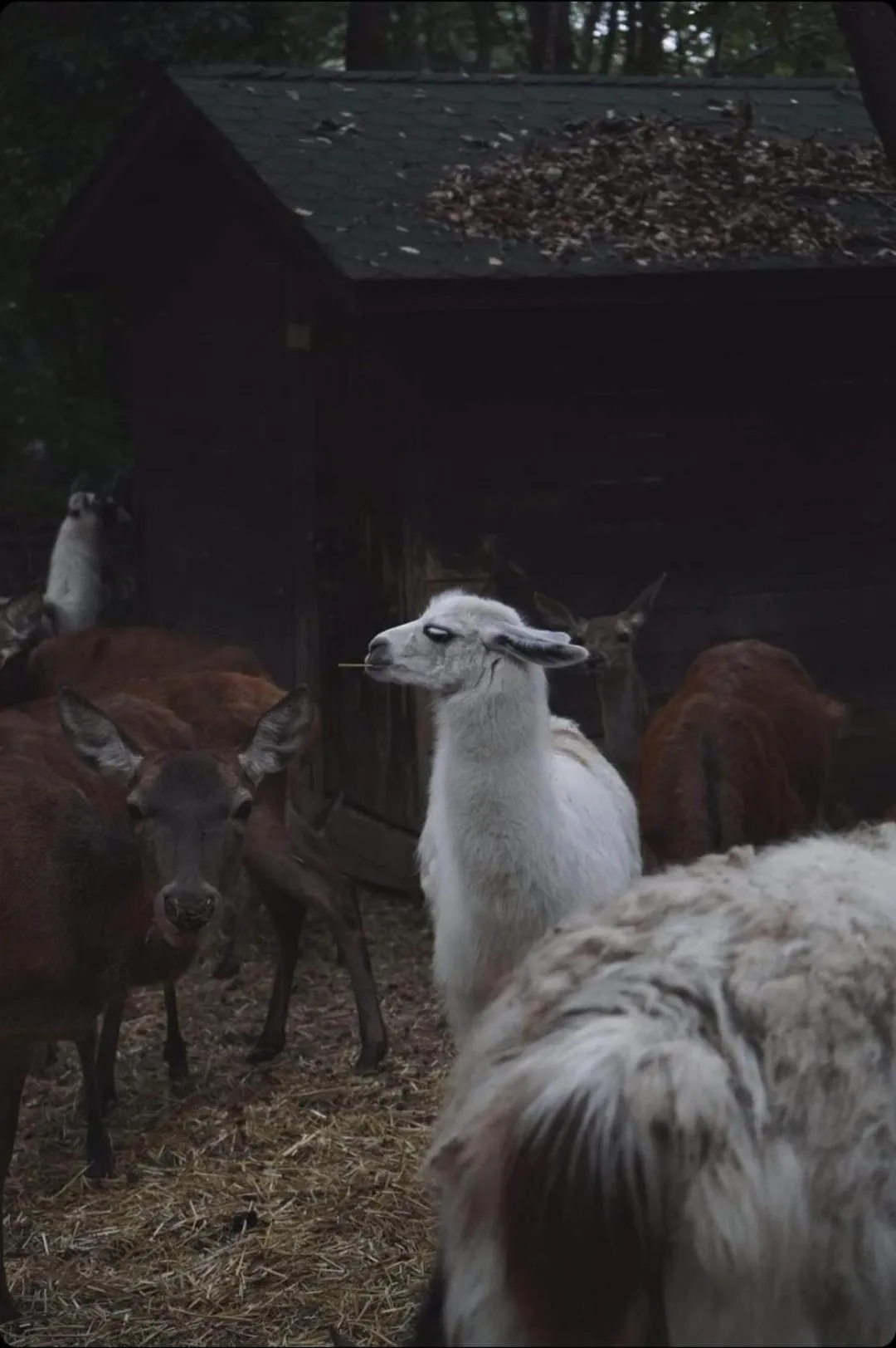 Animals in Polonezköy Country Club & Accommodation in the Wildlife Park!