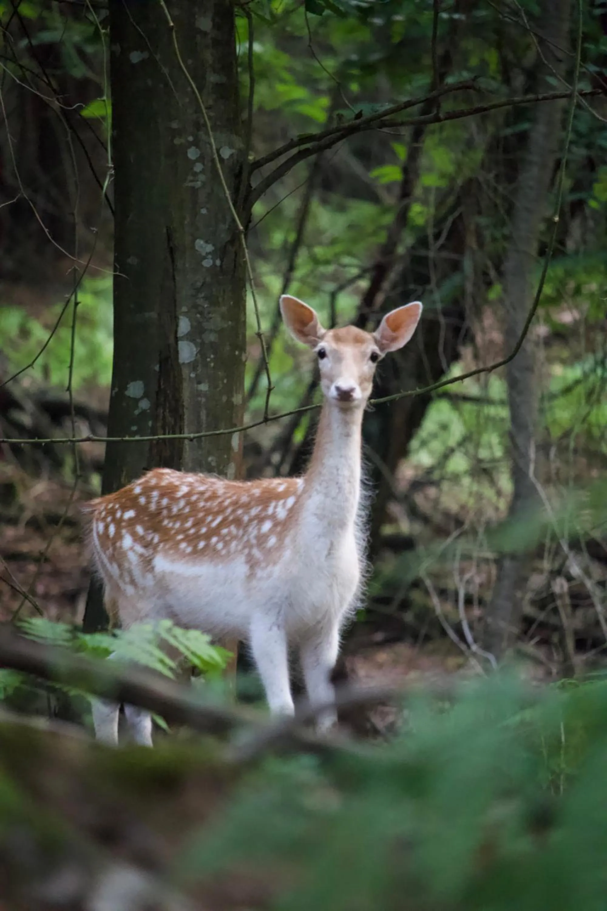 Animals in Polonezköy Country Club & Accommodation in the Wildlife Park!