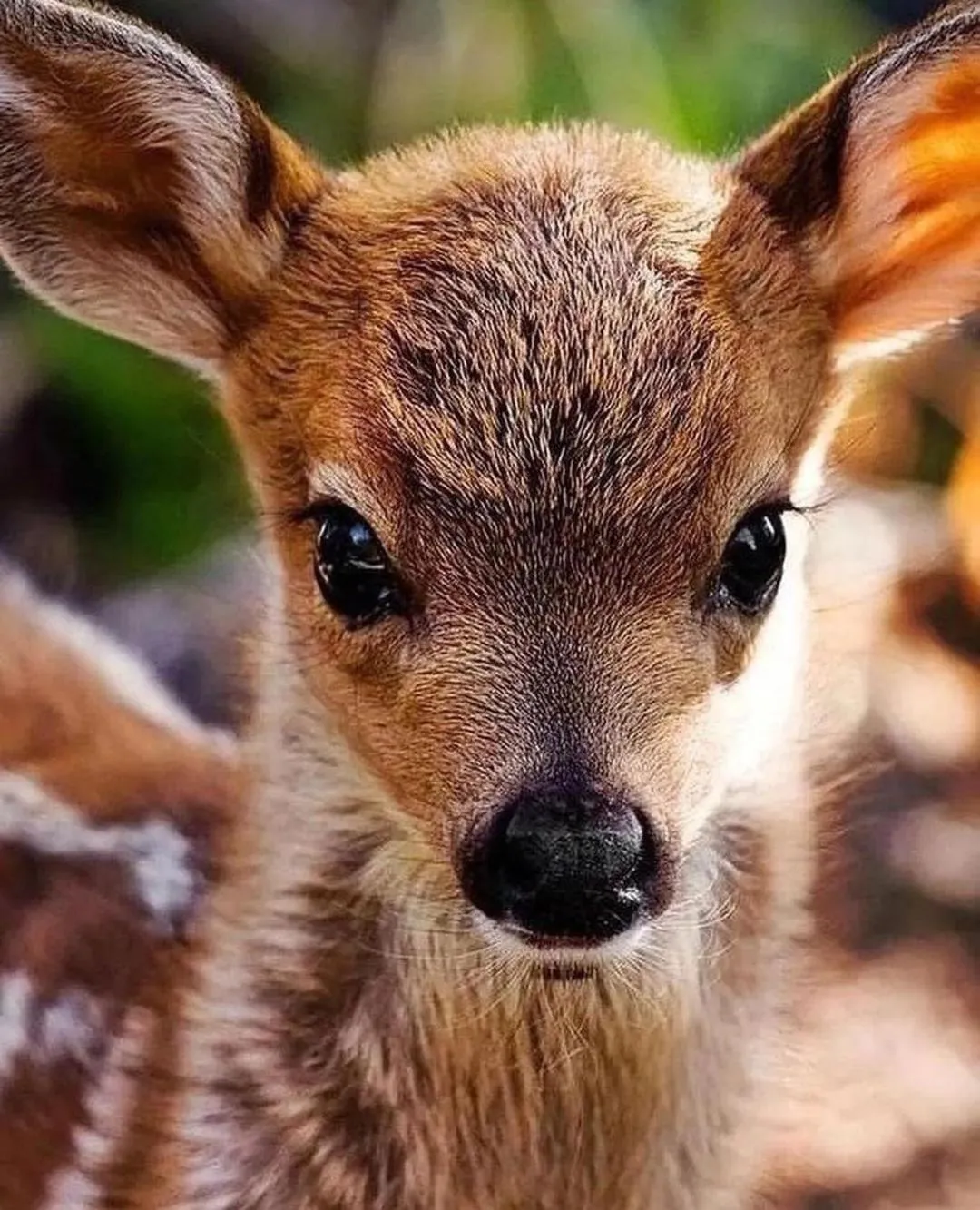 Animals in Polonezköy Country Club & Accommodation in the Wildlife Park!