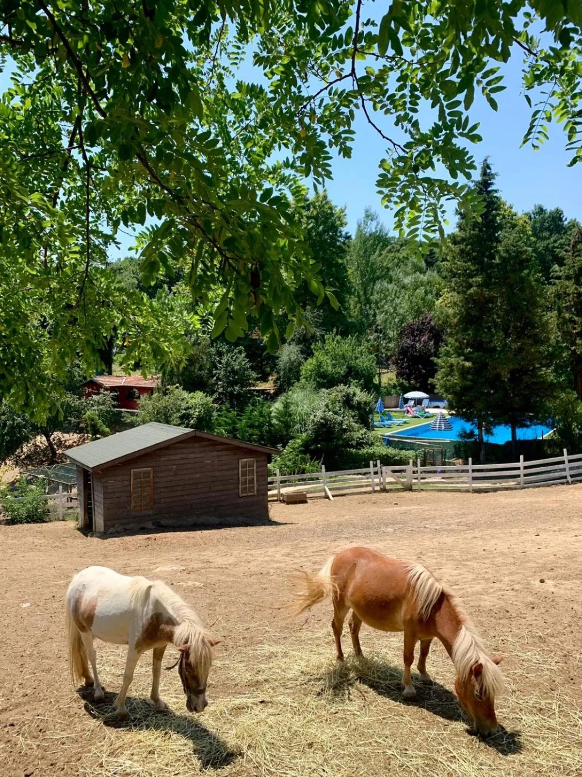 Animals in Polonezköy Country Club & Accommodation in the Wildlife Park!