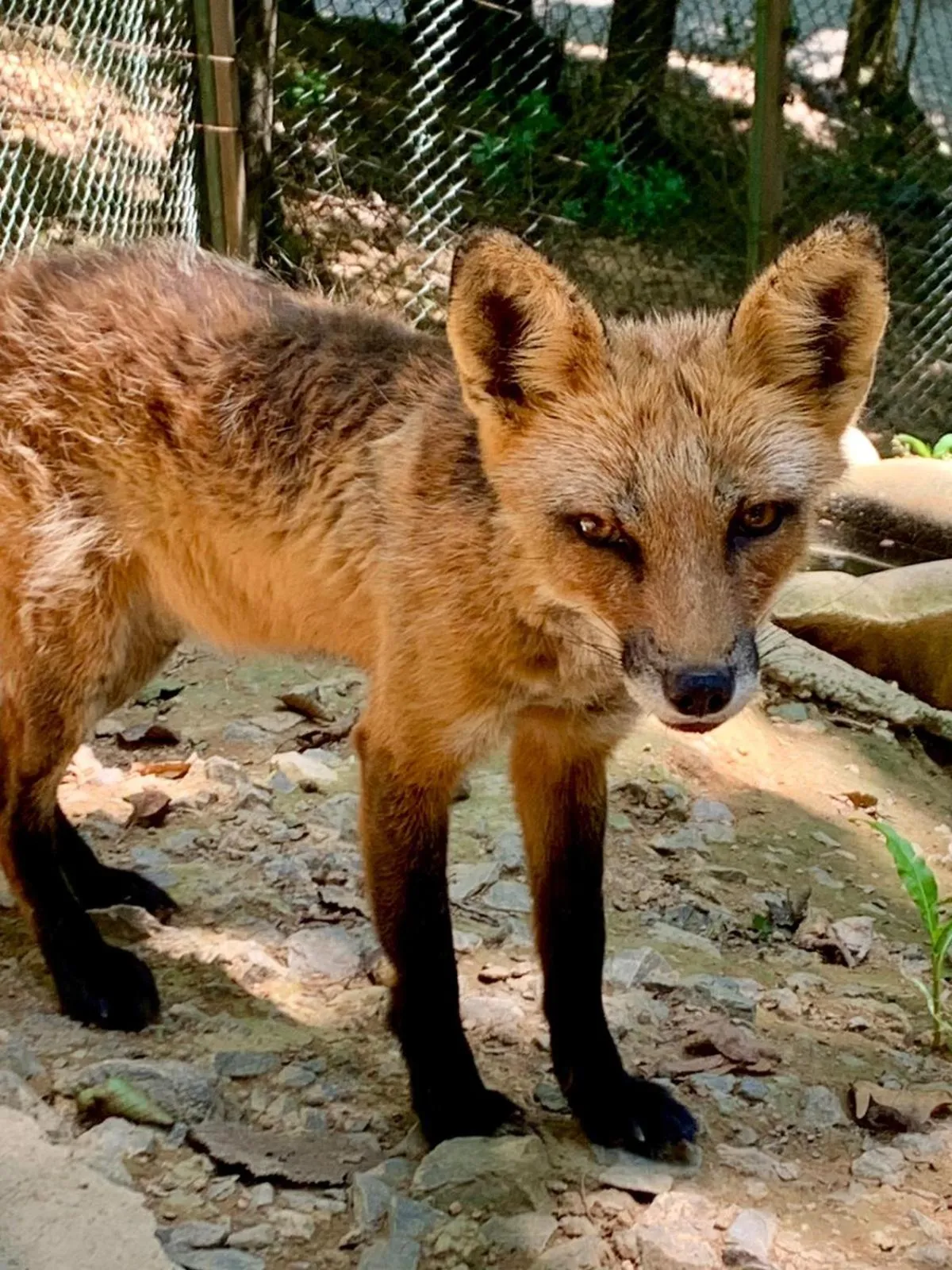 Animals in Polonezköy Country Club & Accommodation in the Wildlife Park!