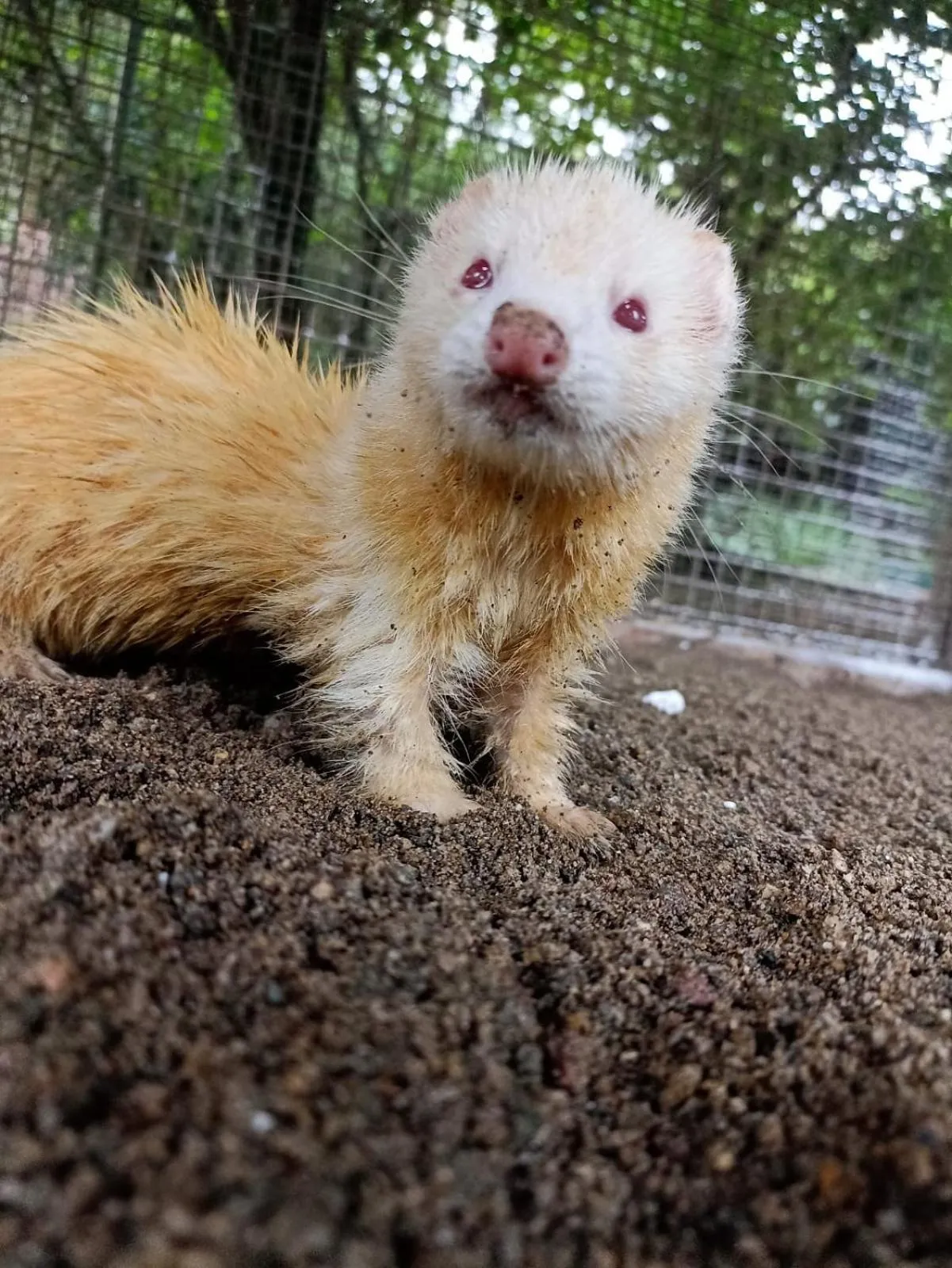 Property building in Polonezköy Country Club & Accommodation in the Wildlife Park!