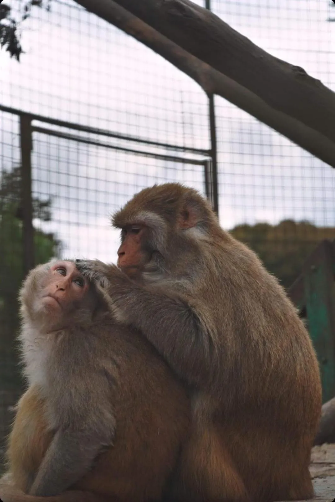 Animals in Polonezköy Country Club & Accommodation in the Wildlife Park!