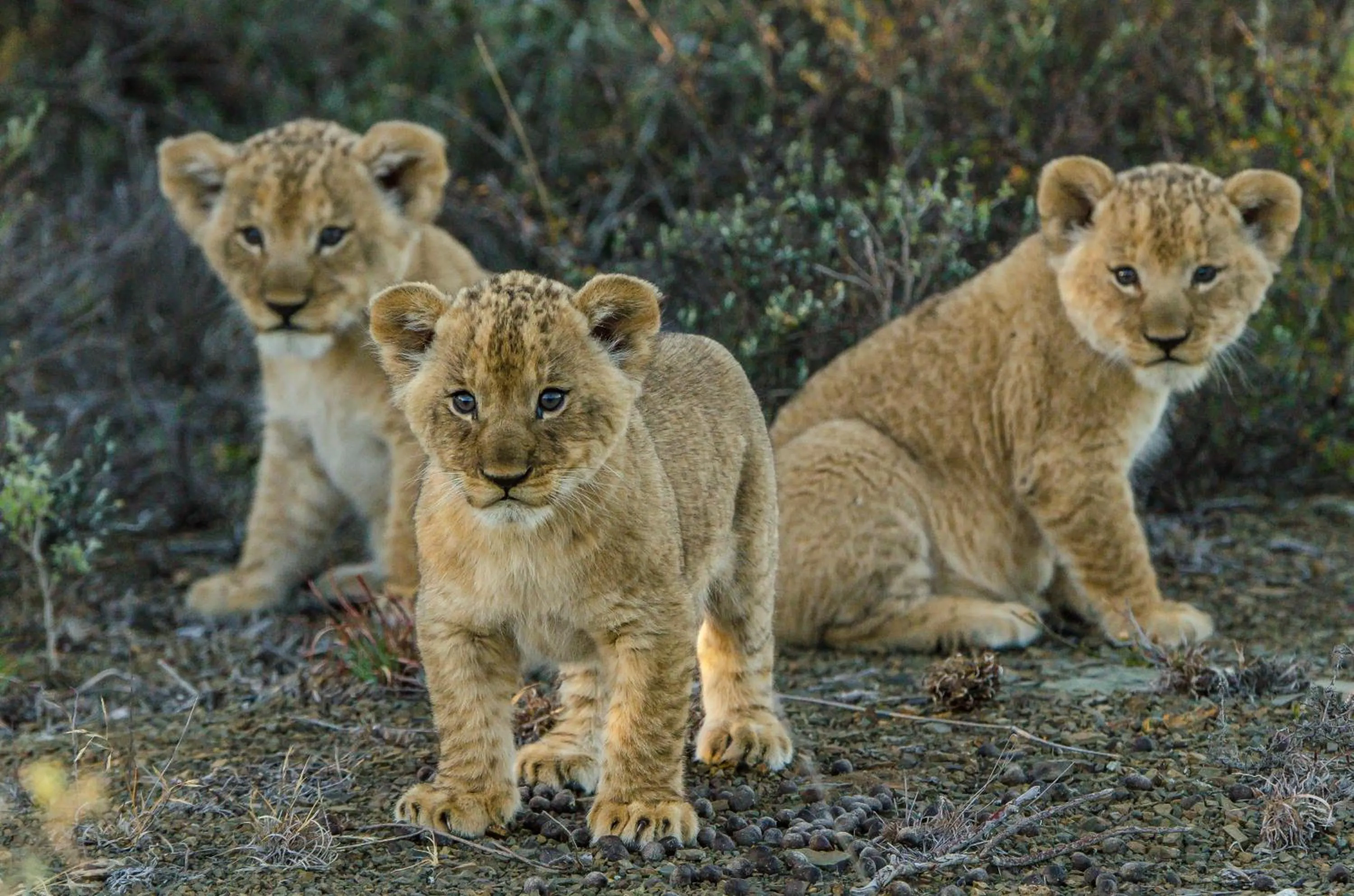 Day in Kwandwe Private Game Reserve - Fort House