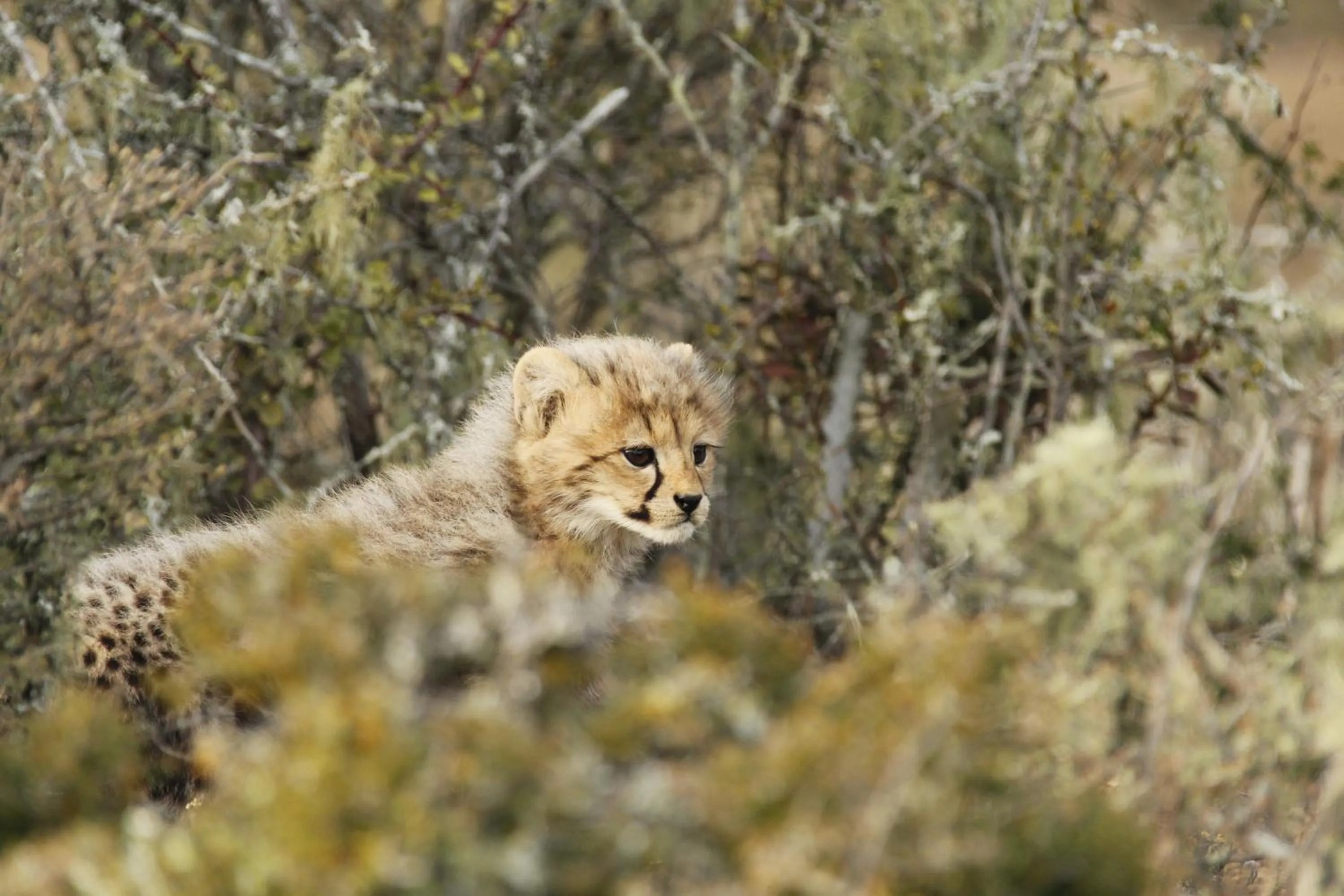 Day in Kwandwe Private Game Reserve - Fort House