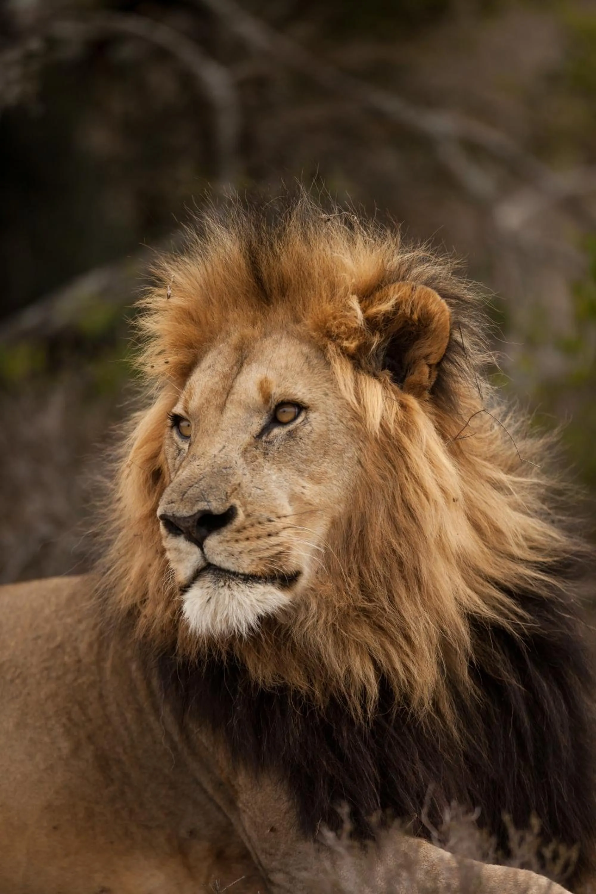 Animals in Kwandwe Private Game Reserve - Fort House