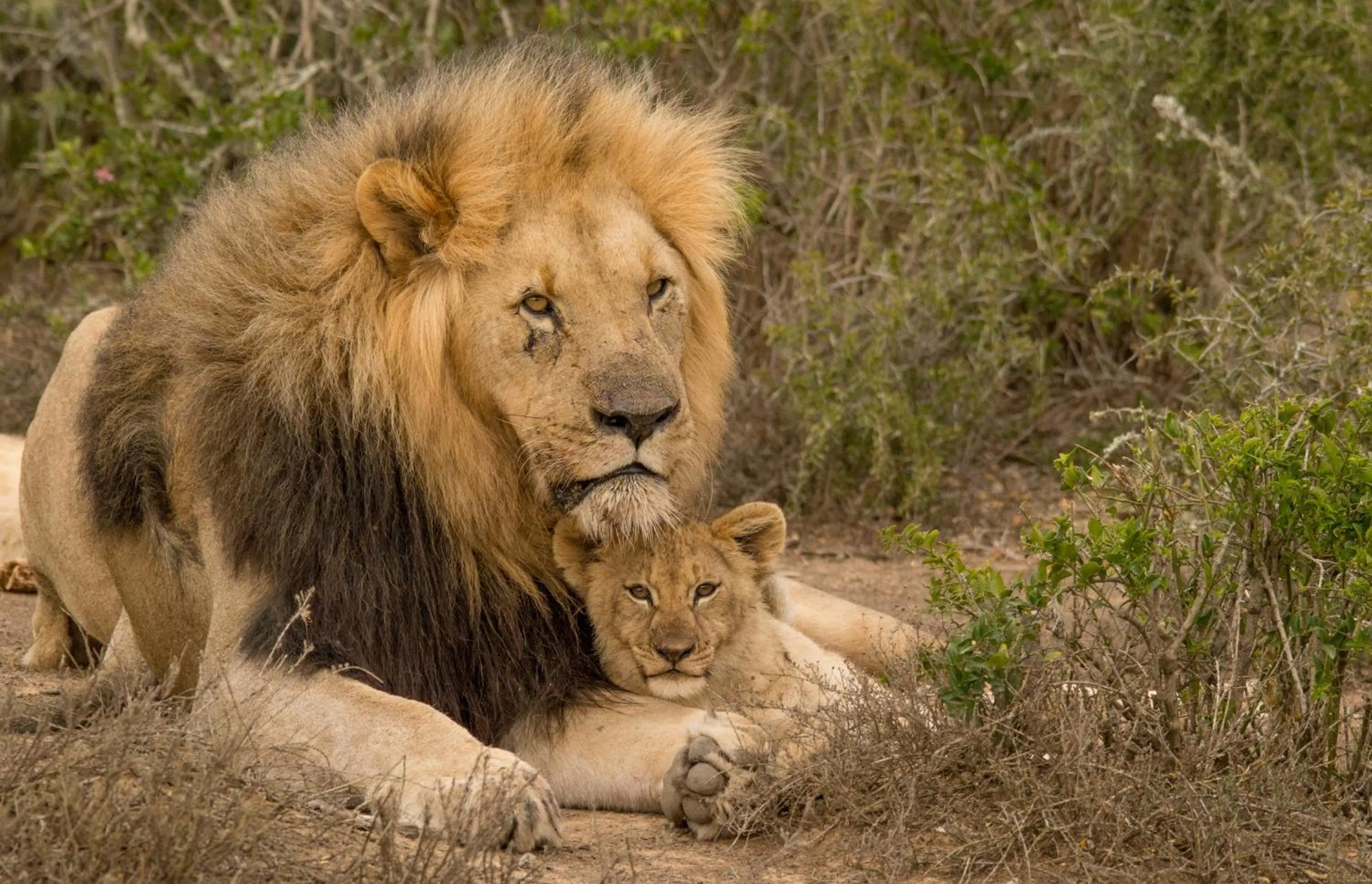 Day in Kwandwe Private Game Reserve - Fort House