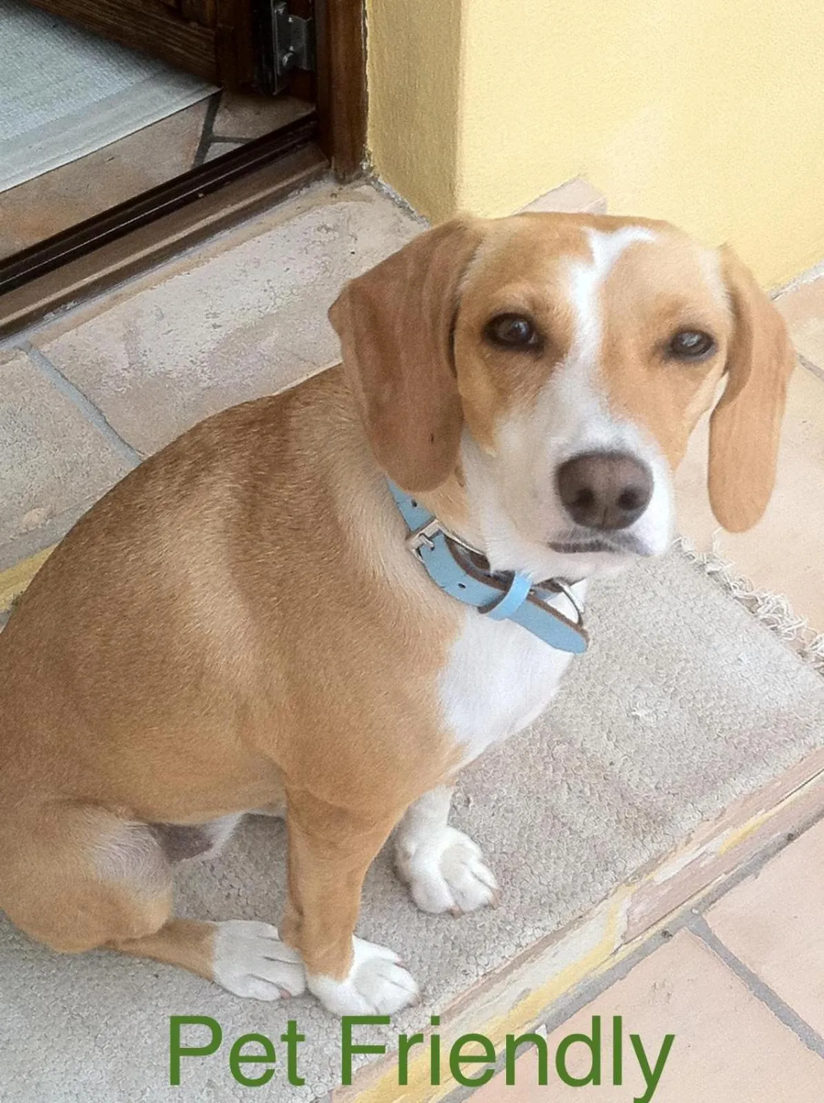 pet friendly in Casale Fedele Relax B&B Vicino al Borgo