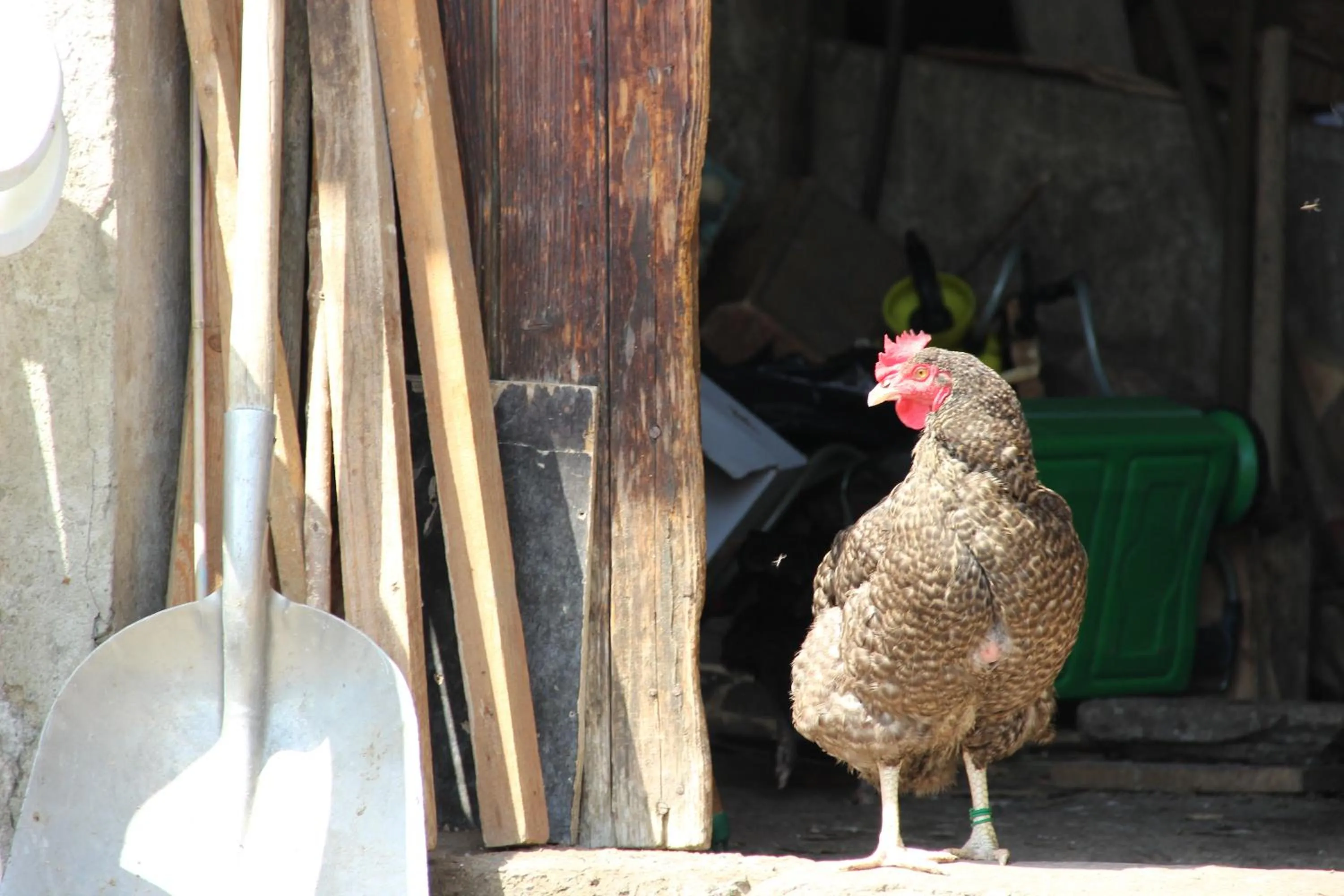 Neighbourhood in Hotel Le V de Vaujany