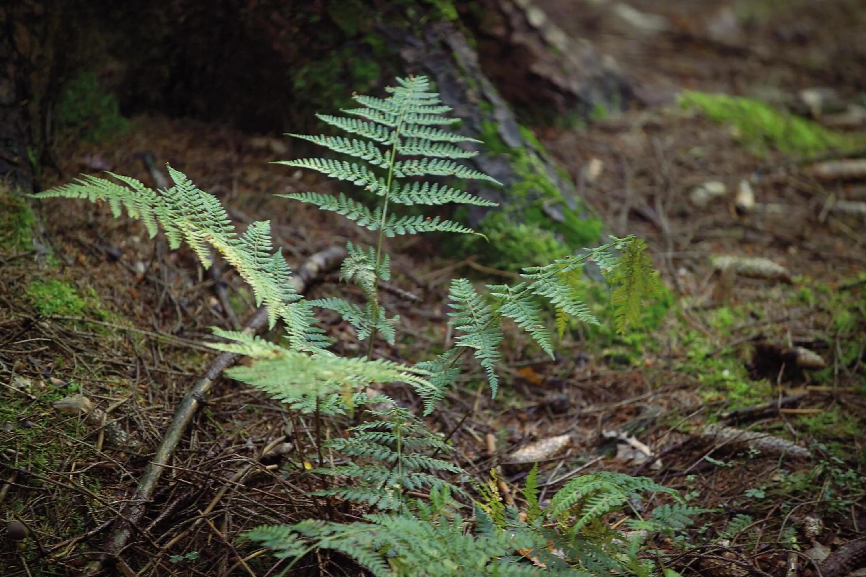 Hiking in Gästehaus Wilgersdorf GmbH
