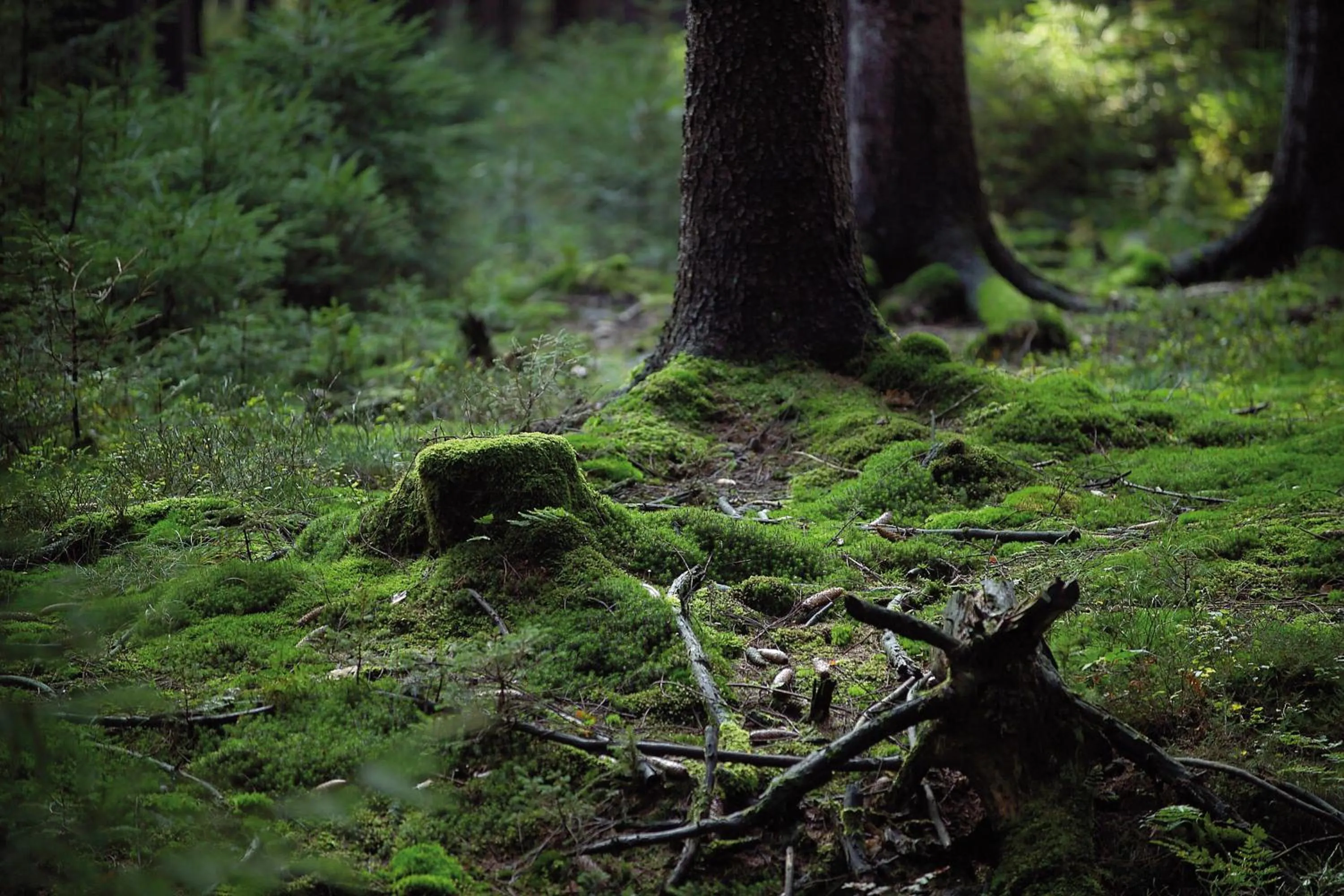 Hiking in Gästehaus Wilgersdorf GmbH