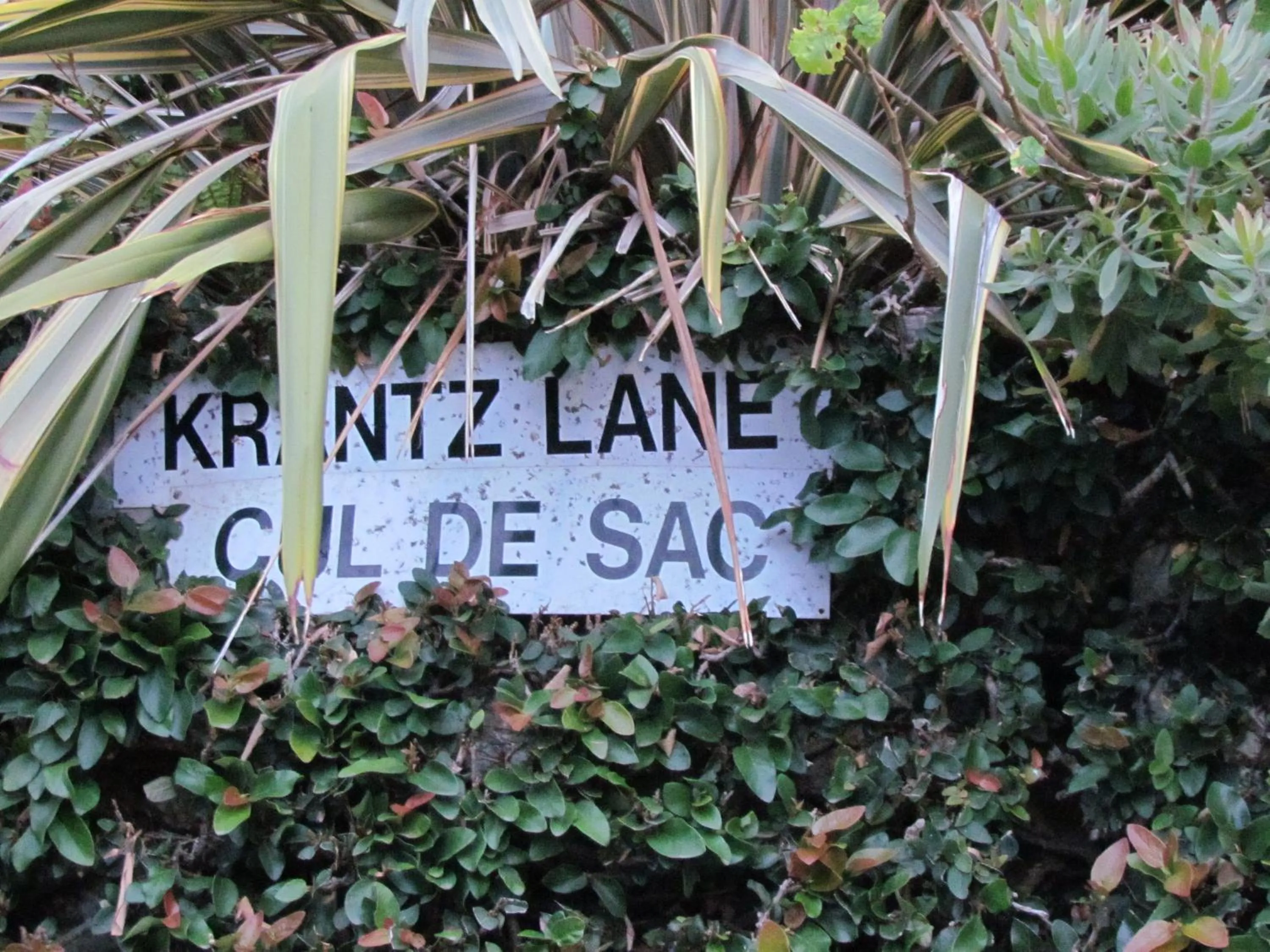 Logo/Certificate/Sign in IdylWilde