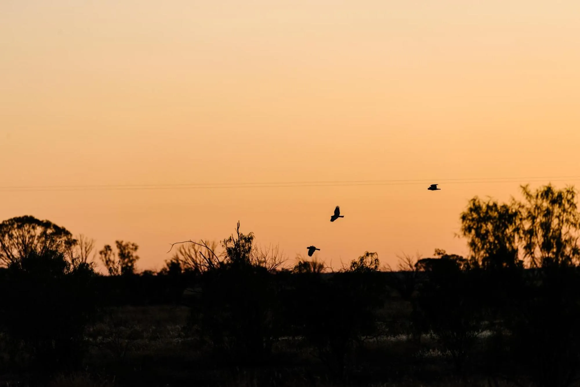 View (from property/room) in Mitchell Grass Retreat