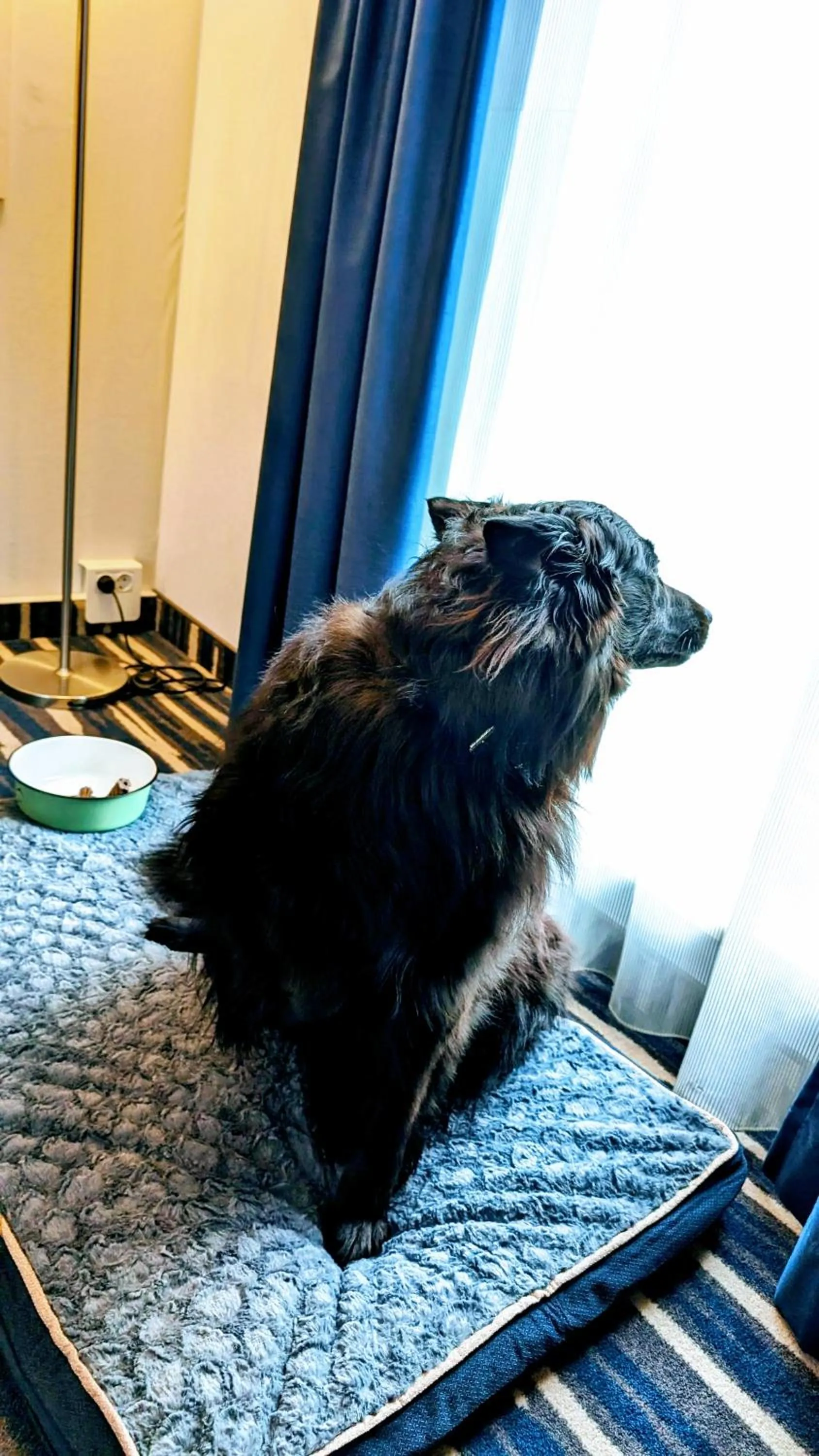 Pets in Mercure Hotel Hamburg Mitte