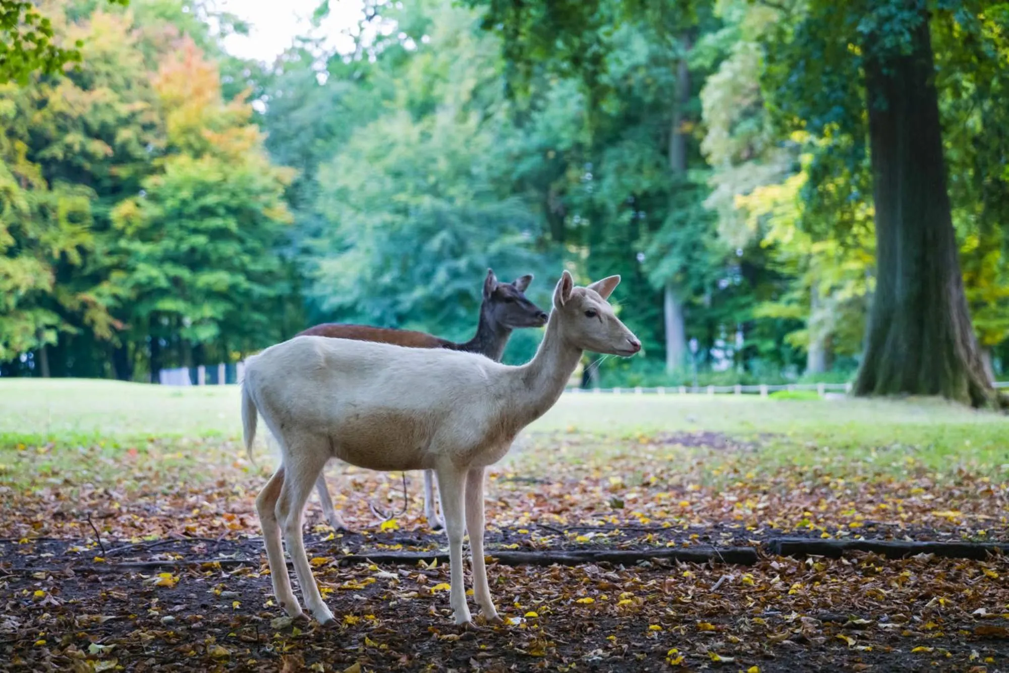 Natural landscape in Gräflicher Park Health & Balance Resort