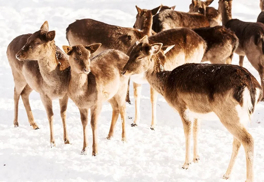 Natural landscape in Gräflicher Park Health & Balance Resort