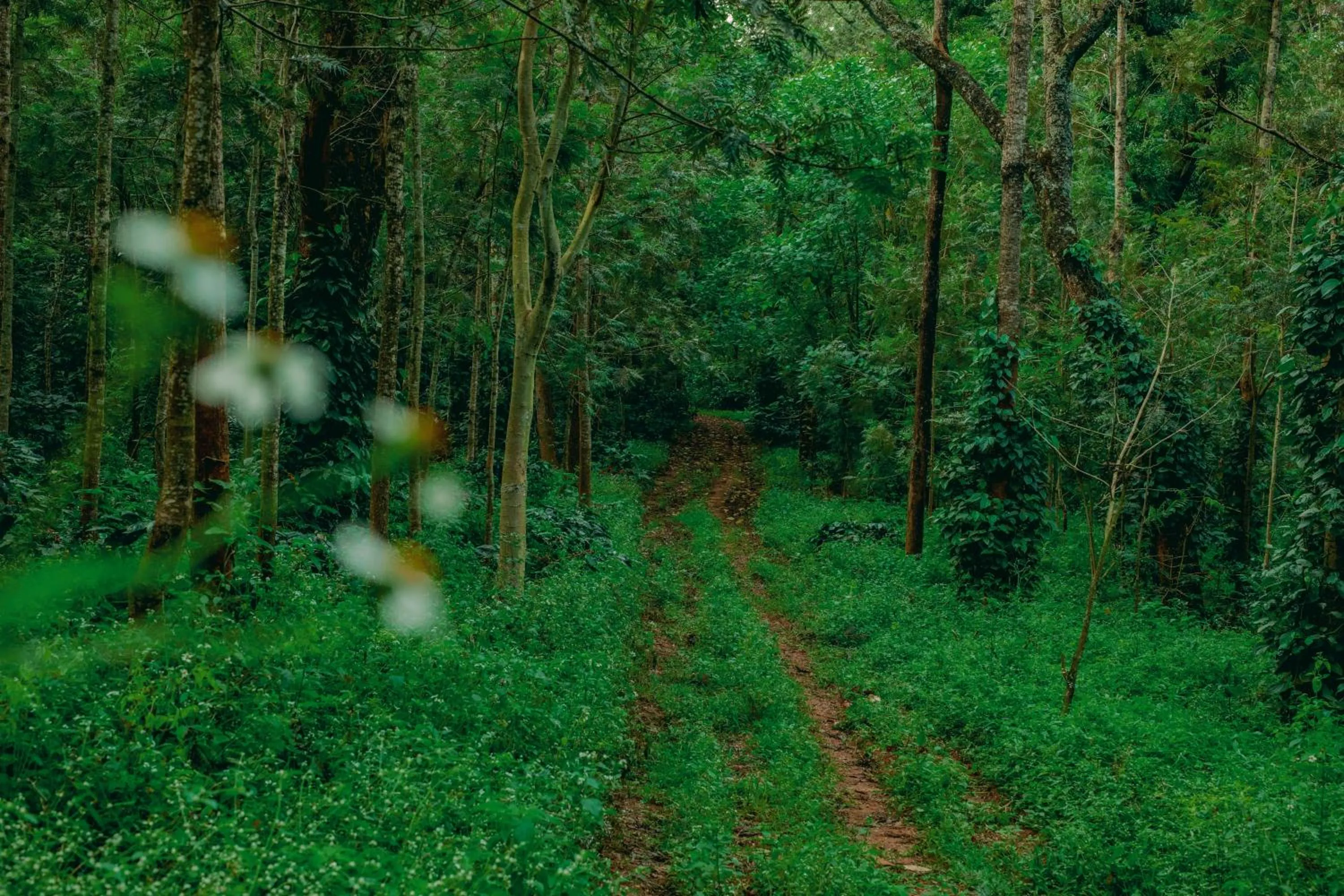 Natural landscape in The Blossom Resort - Chikmagalur