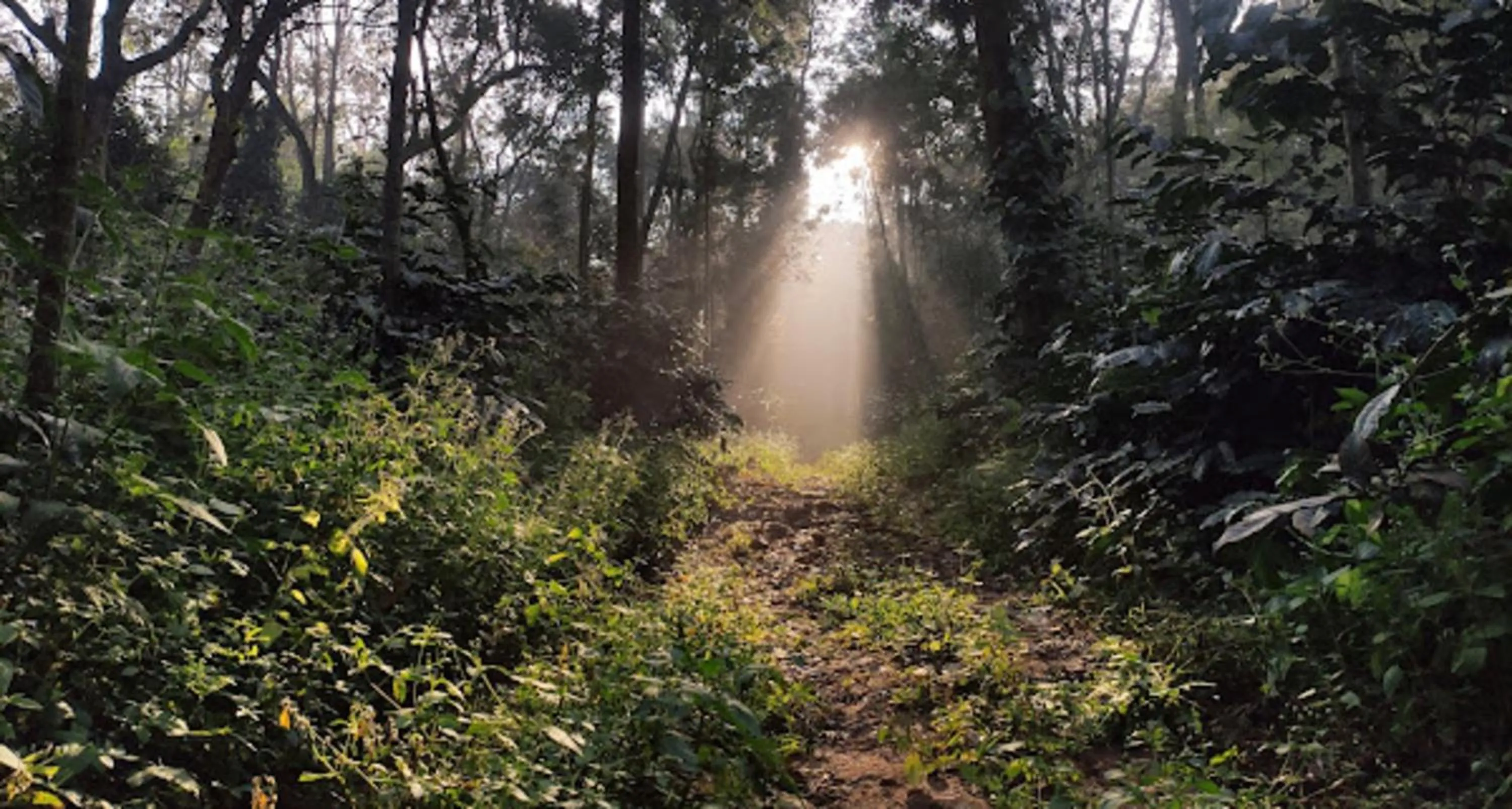 Garden in The Blossom Resort - Chikmagalur