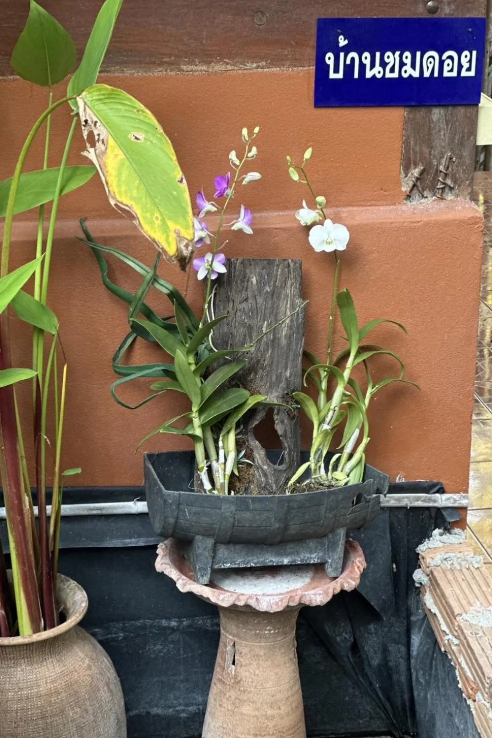 Garden in Baansuan Chomchun