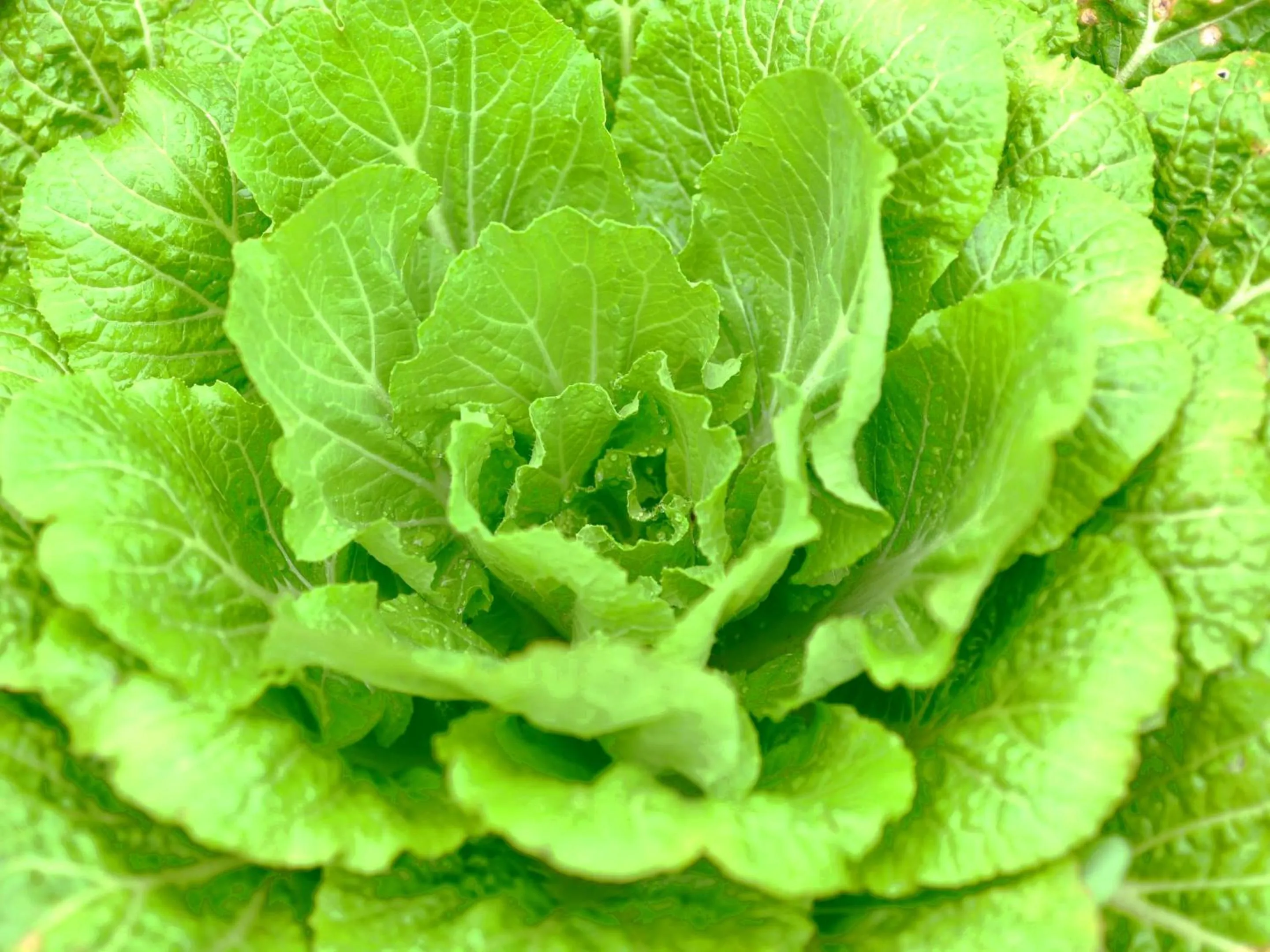 Food and drinks in Kohanyu