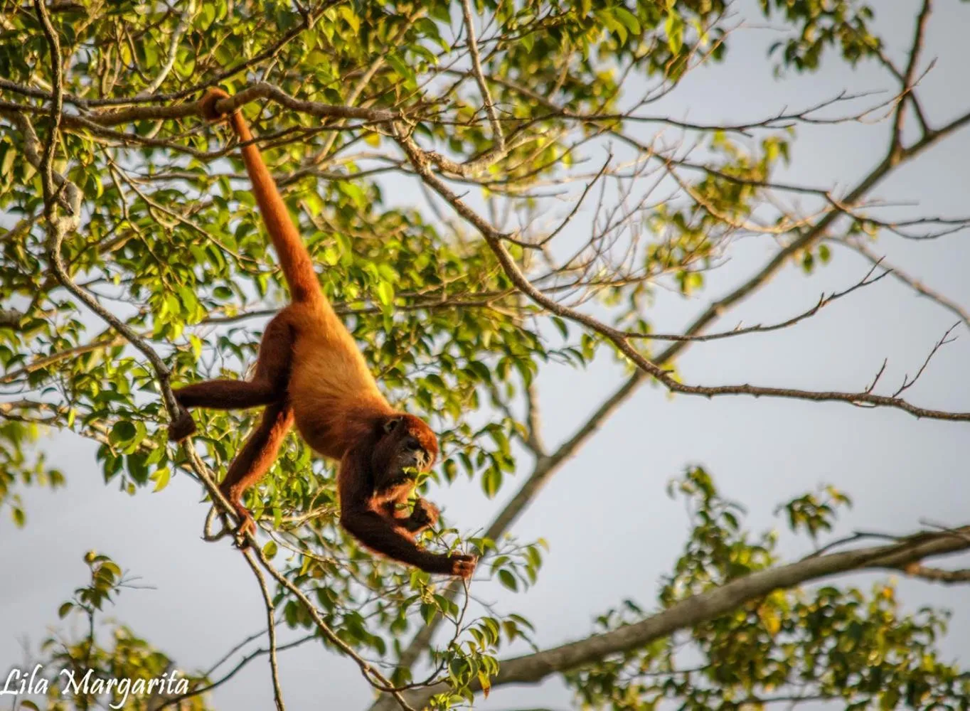 Animals in Hotel Restaurante Selva Negra