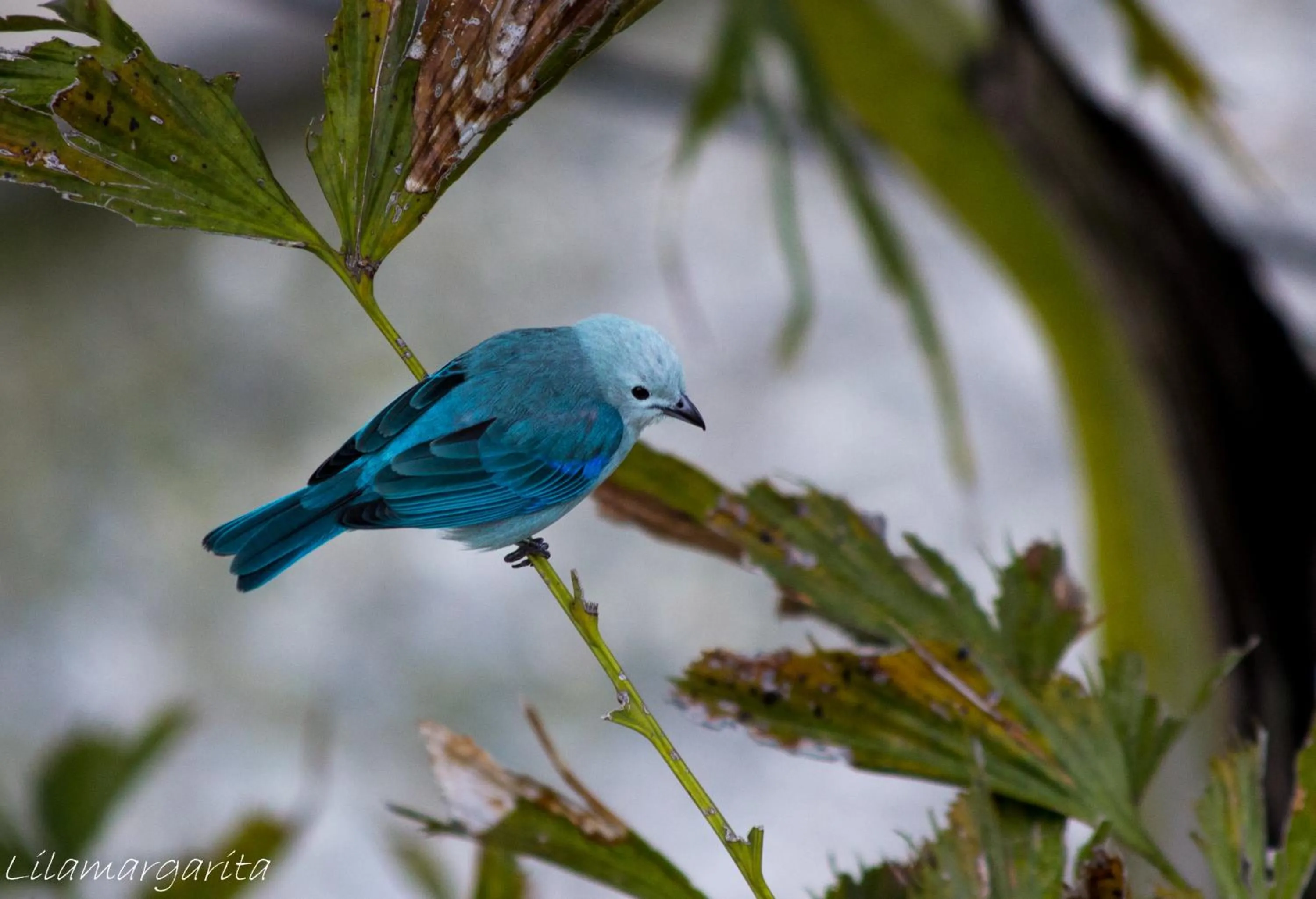 Animals in Hotel Restaurante Selva Negra