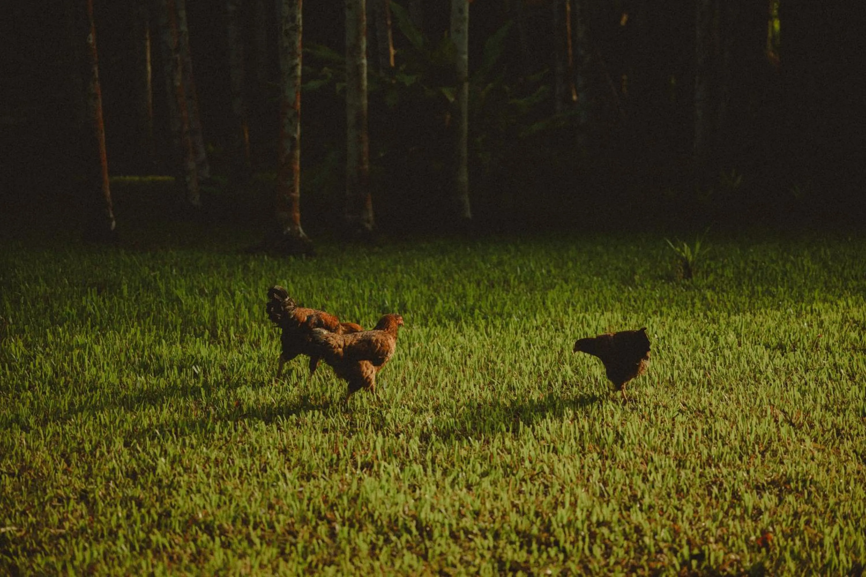 The Forest Elephant - Formerly known as the Flying Elephant