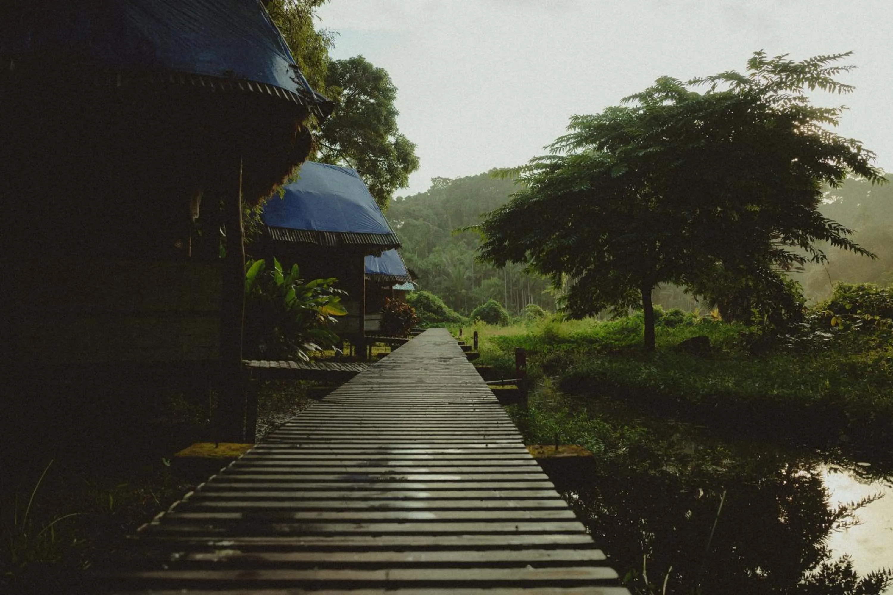 The Forest Elephant - Formerly known as the Flying Elephant