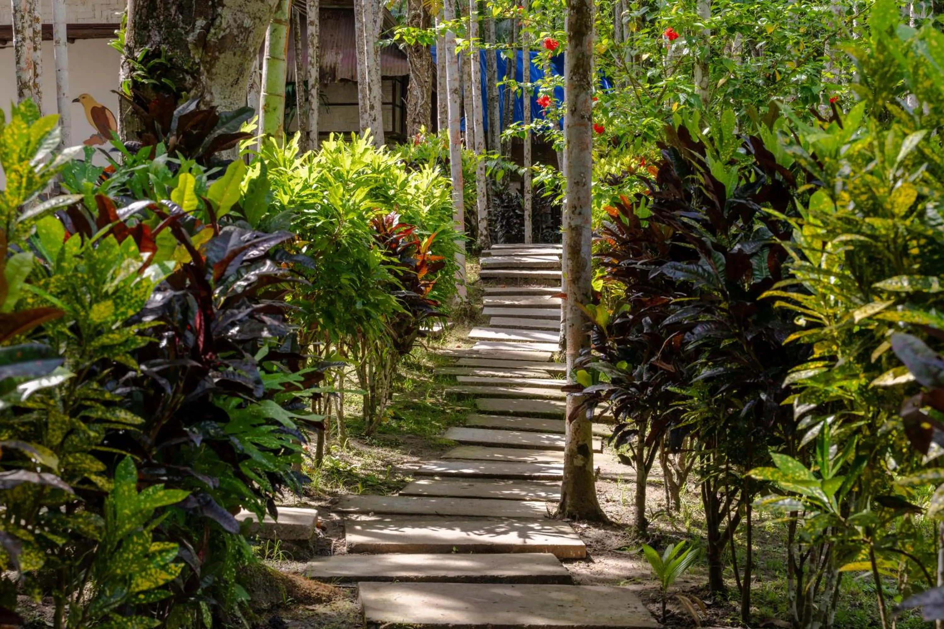 The Forest Elephant - Formerly known as the Flying Elephant