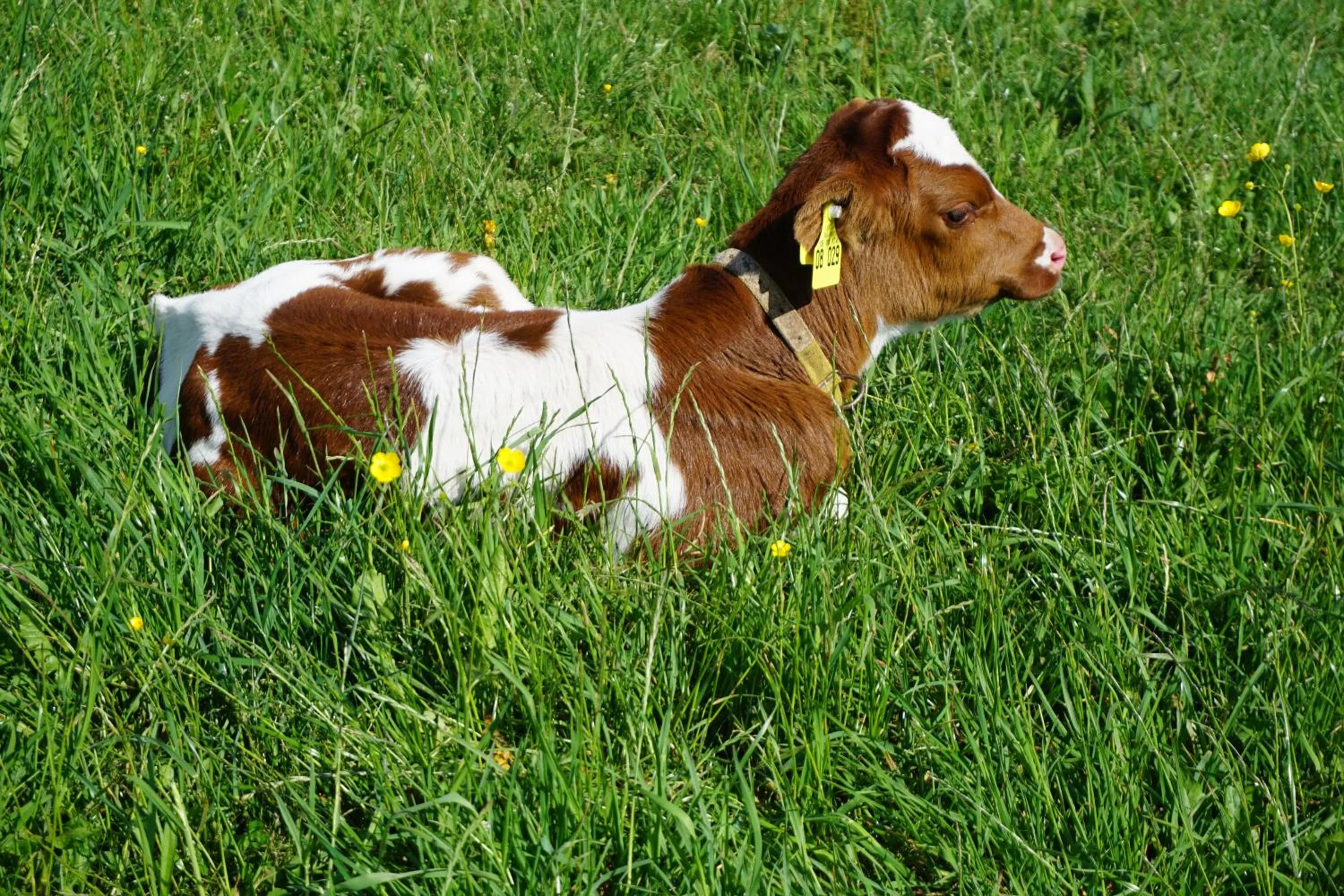 Animals in Ehrenmättlehof Faißt