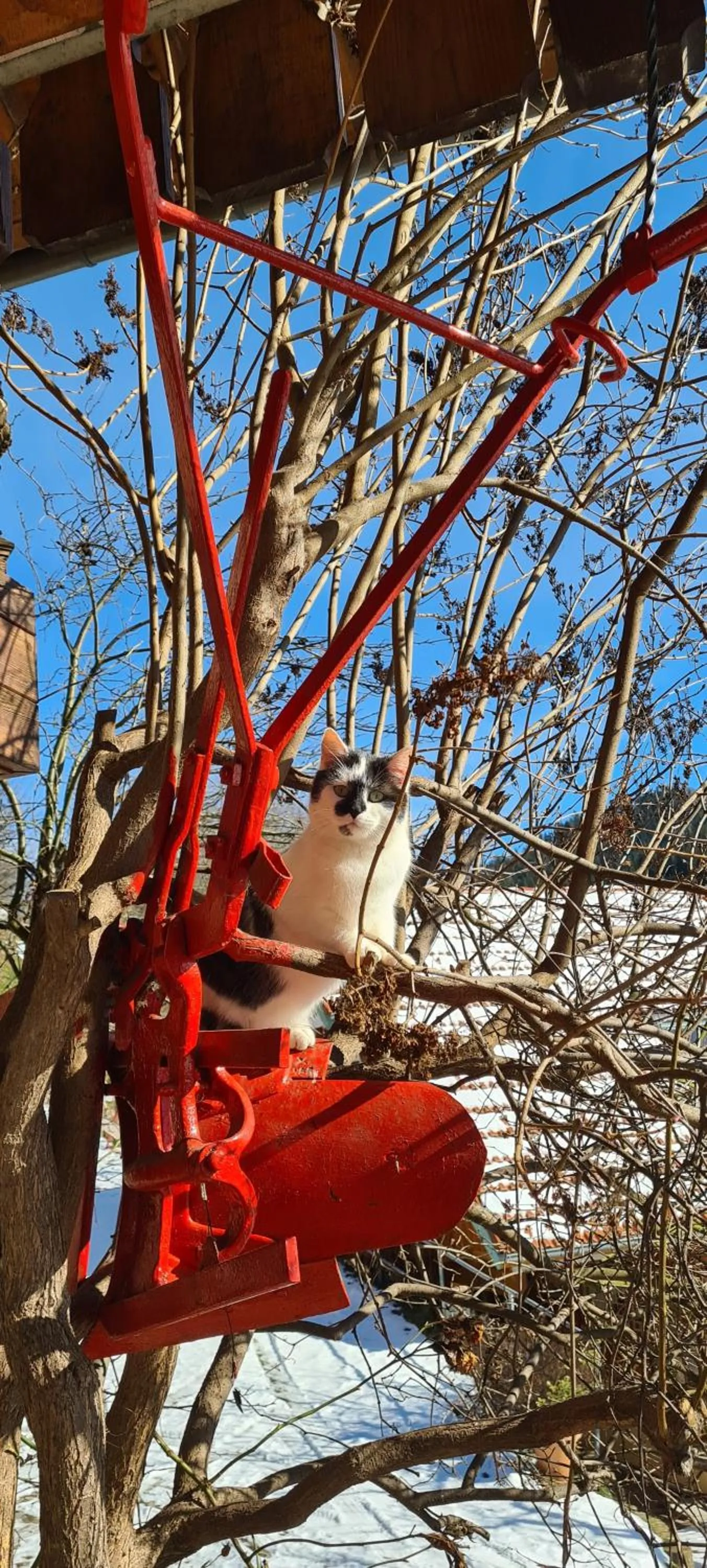 Pets in Ehrenmättlehof Faißt