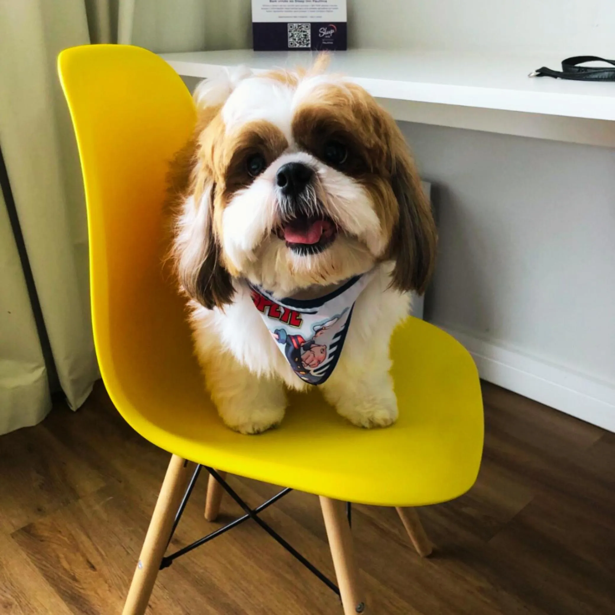 pet friendly in Sleep Inn Paulínia