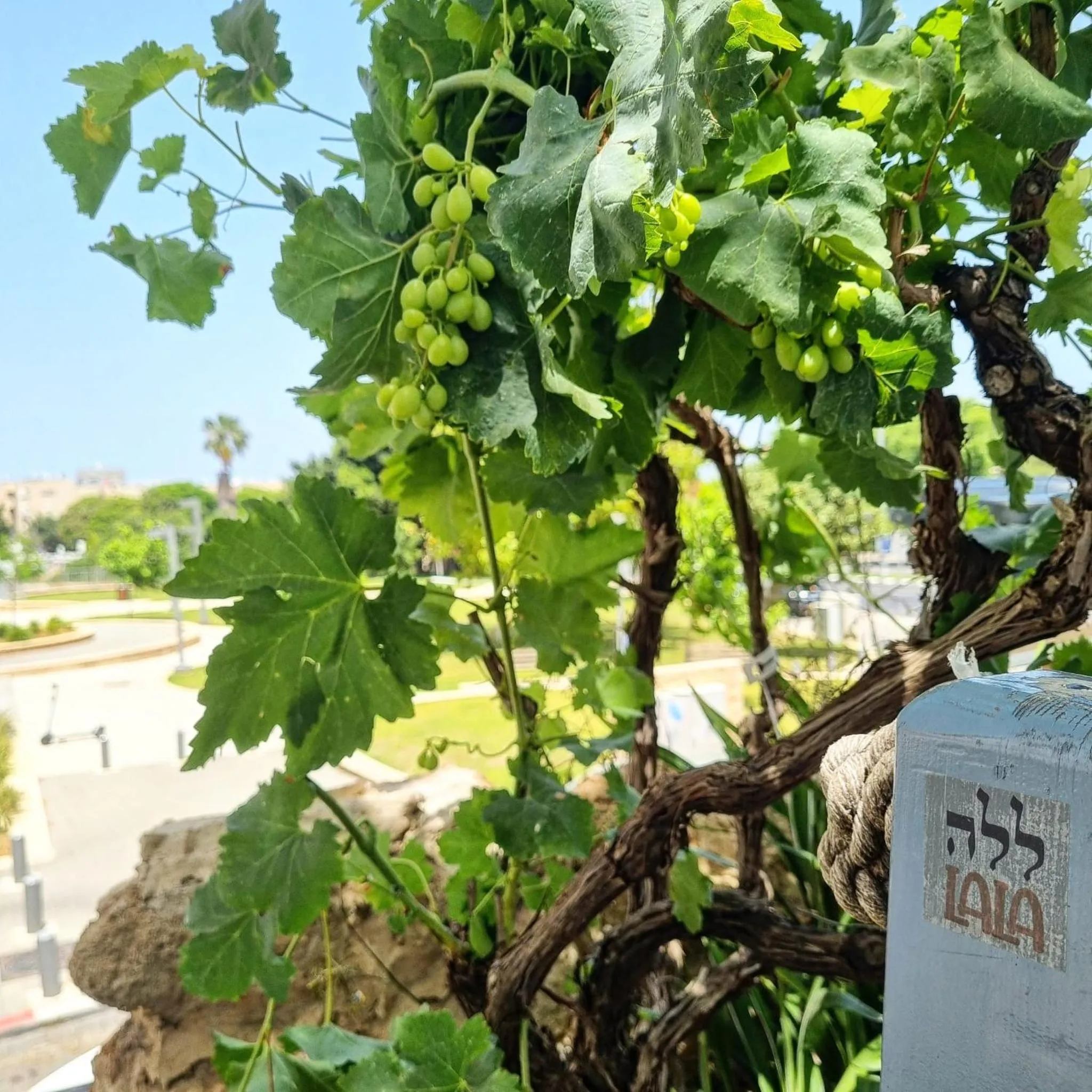 Garden in Tel-Aviv LALA Boutique Hotel
