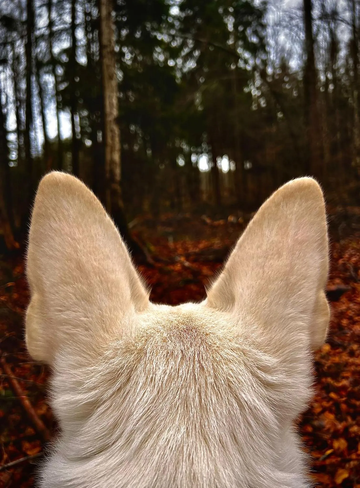 Natural landscape in ibis budget Muenchen Putzbrunn