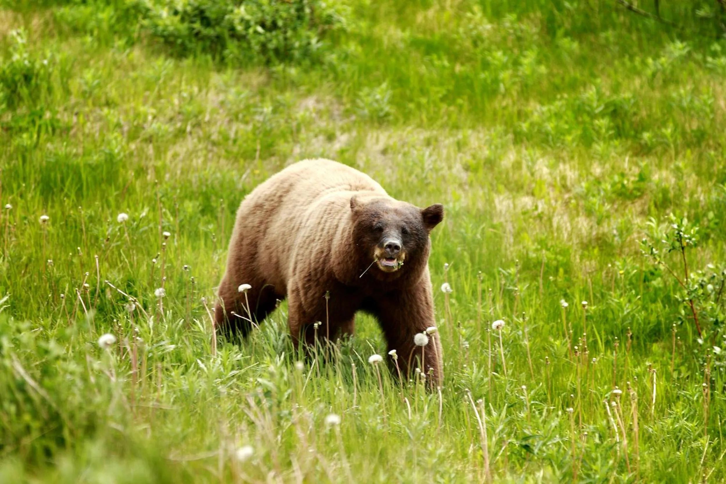 Mountain view in David Thompson Resort