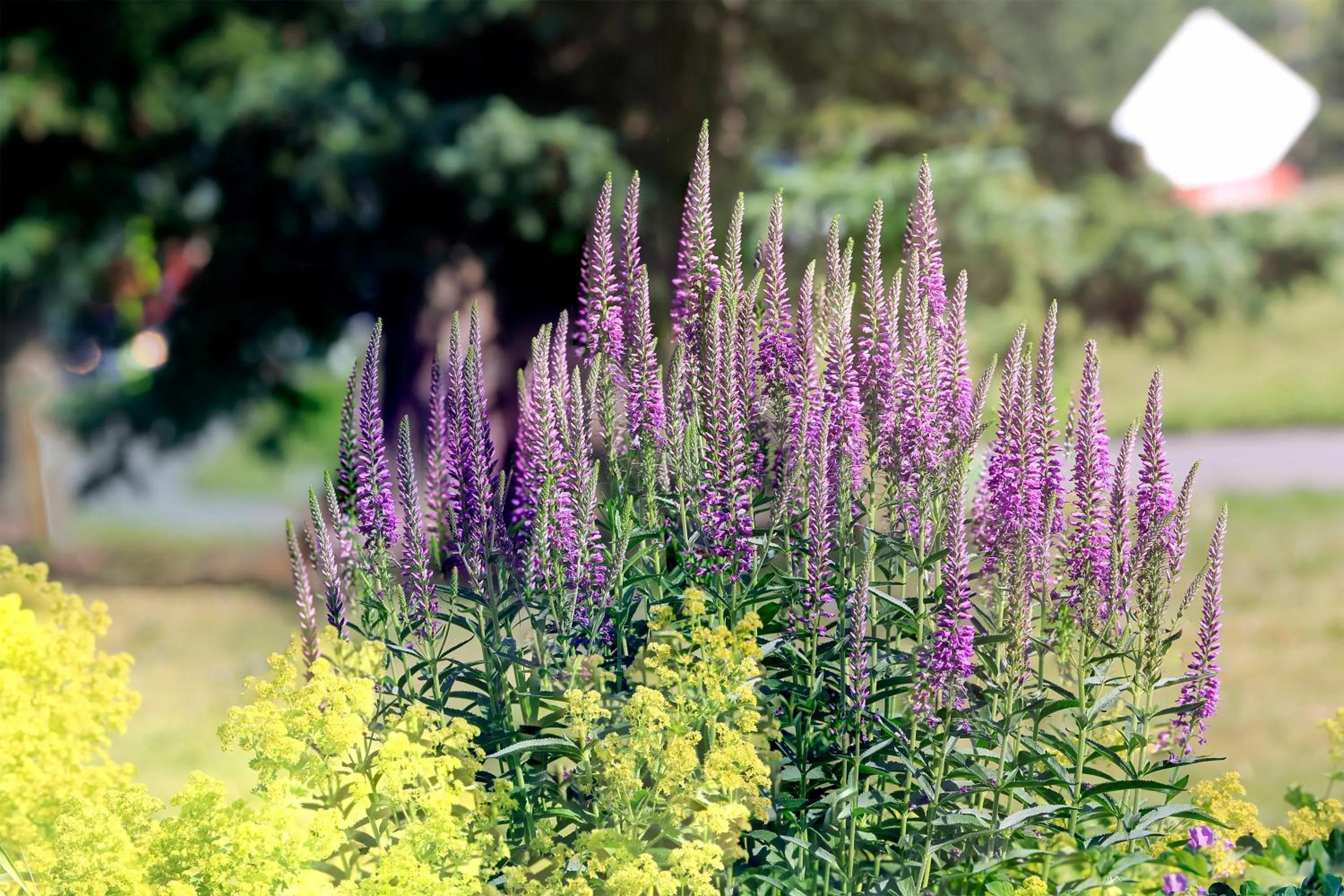 Garden view in David Thompson Resort