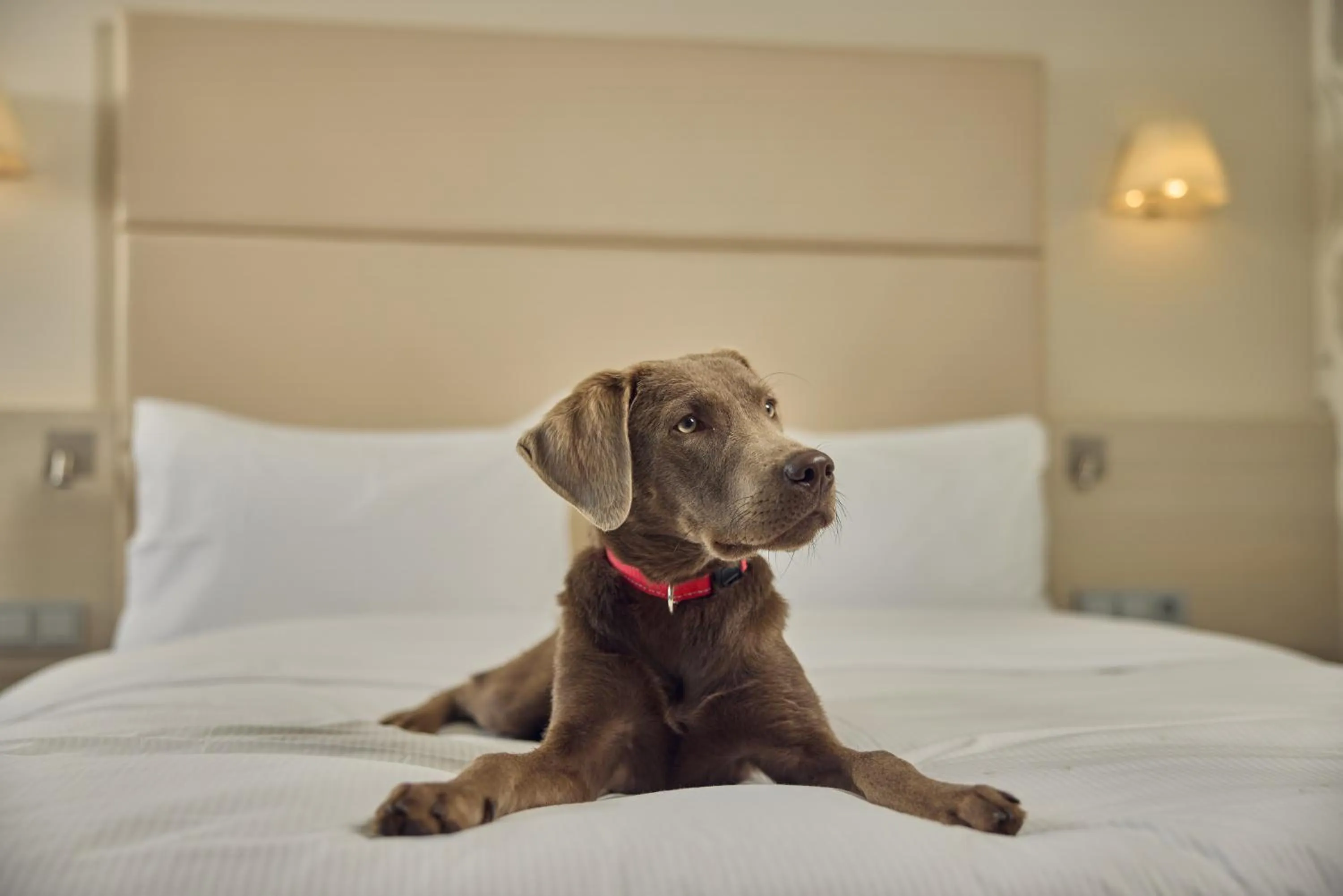 Animals, Bed in DoubleTree by Hilton Hannover Schweizerhof