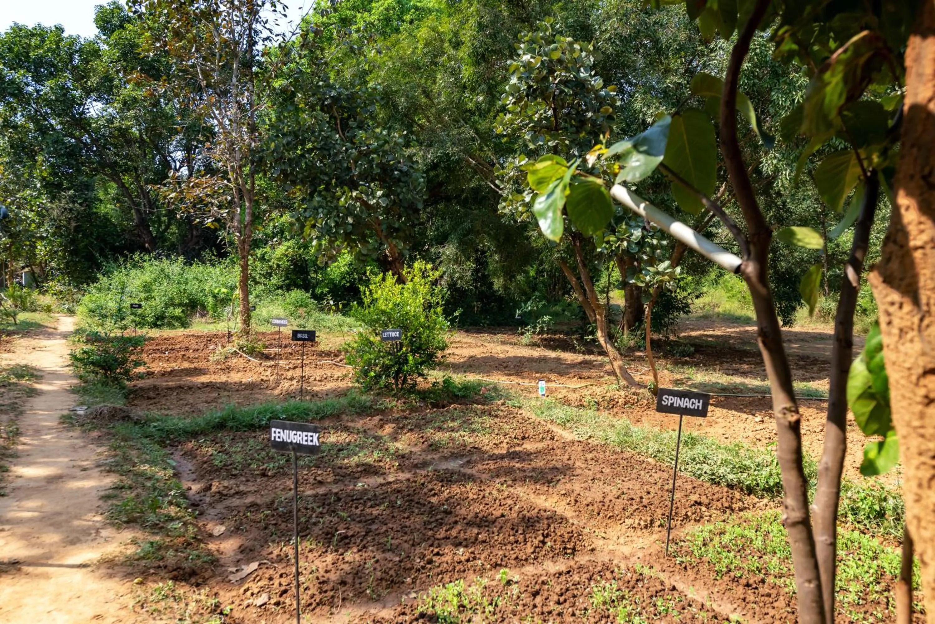 Garden in Kanha Jungle Camp