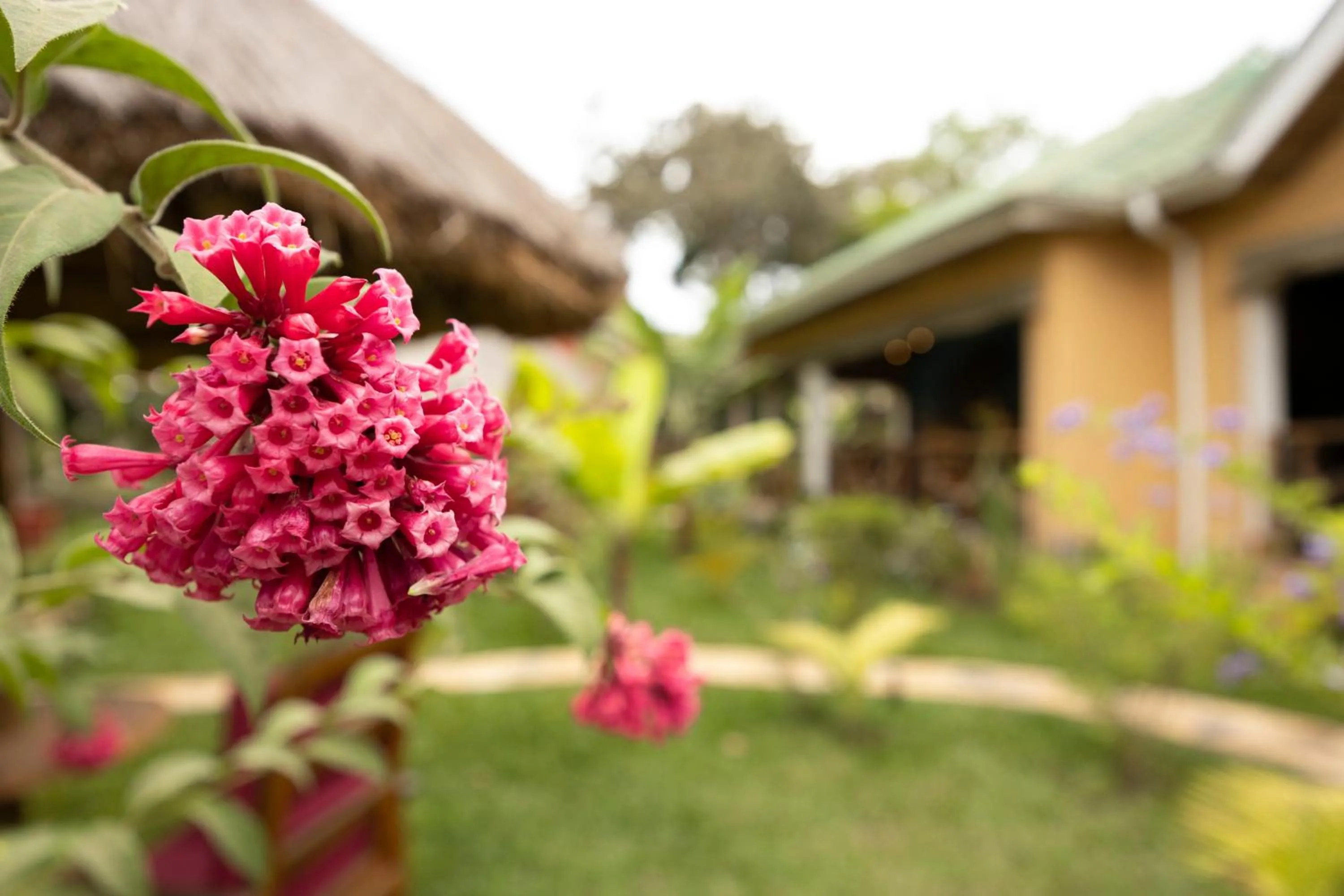 Garden in Africa Safari Arusha