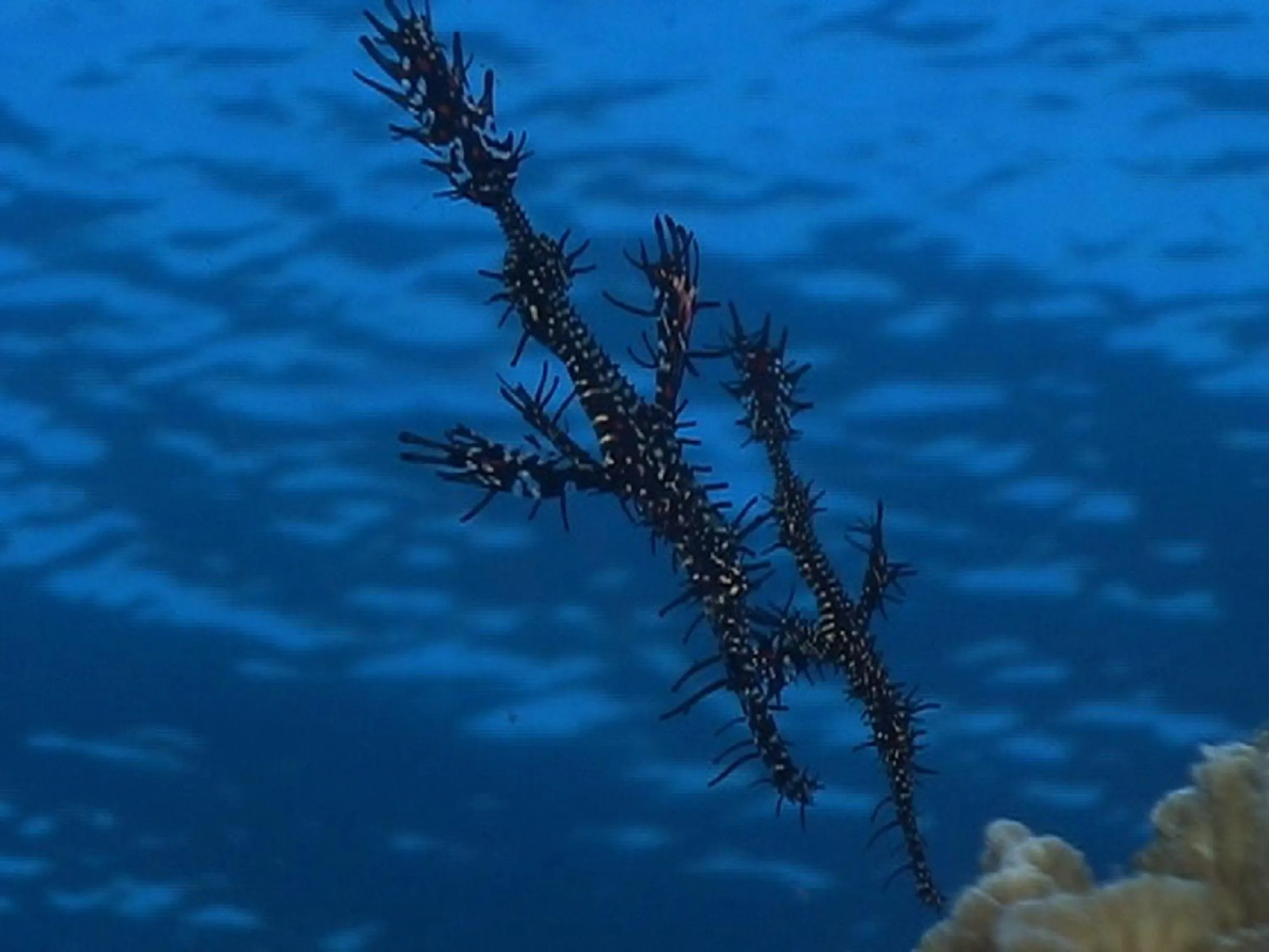 Snorkeling in Sea Turtle House Moalboal