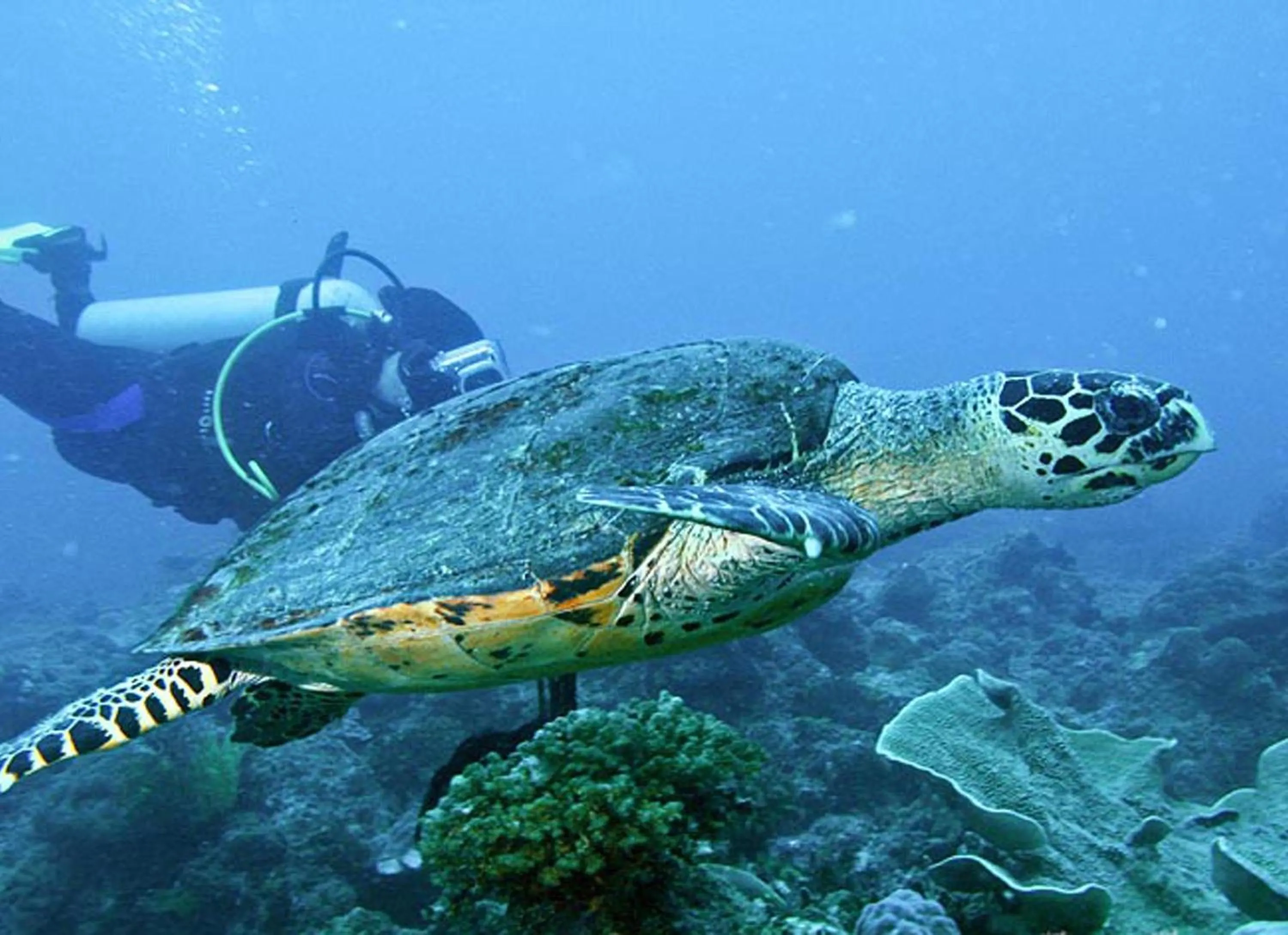 Aqua park in Sea Turtle House Moalboal