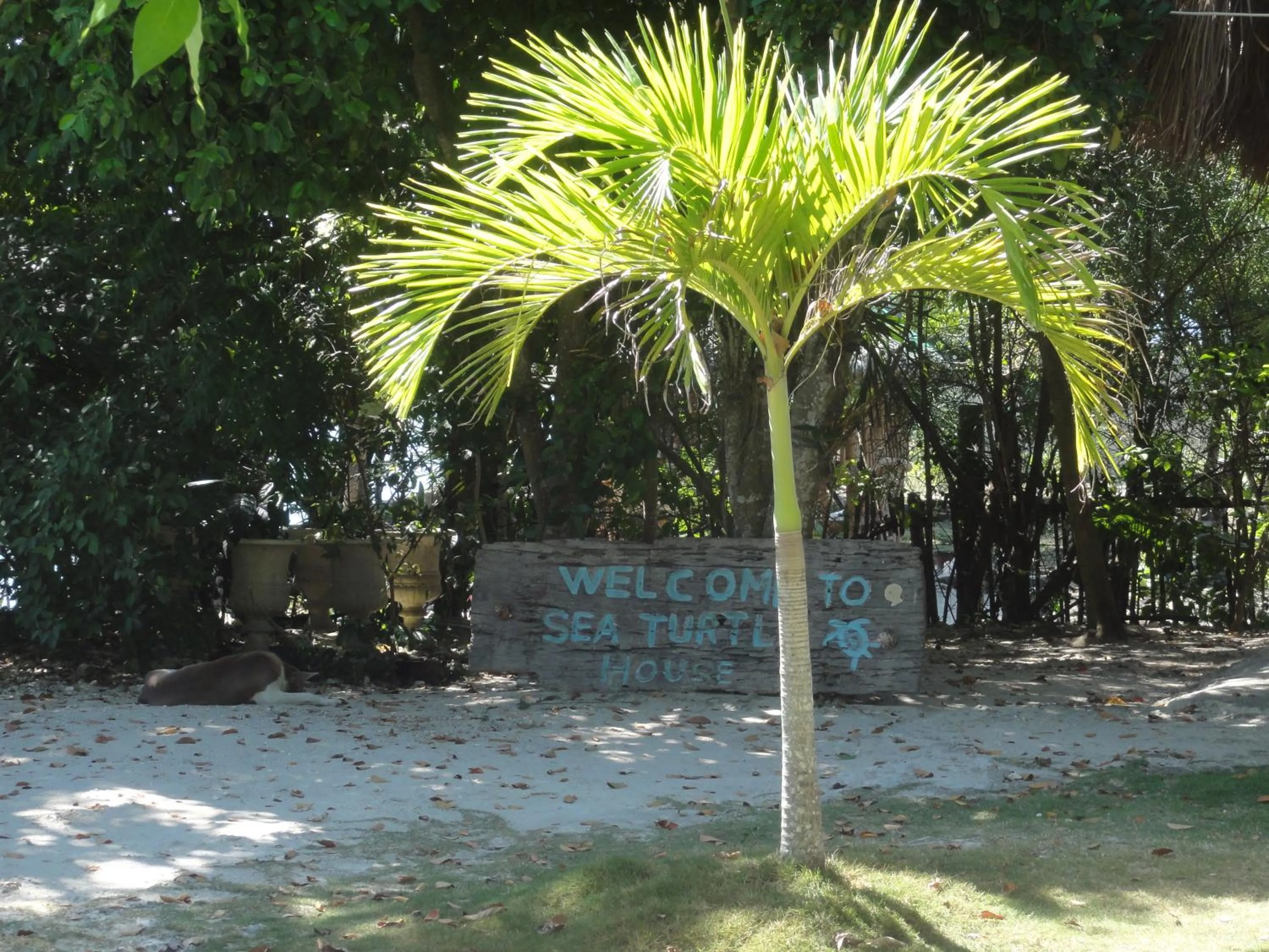 Decorative detail in Sea Turtle House Moalboal