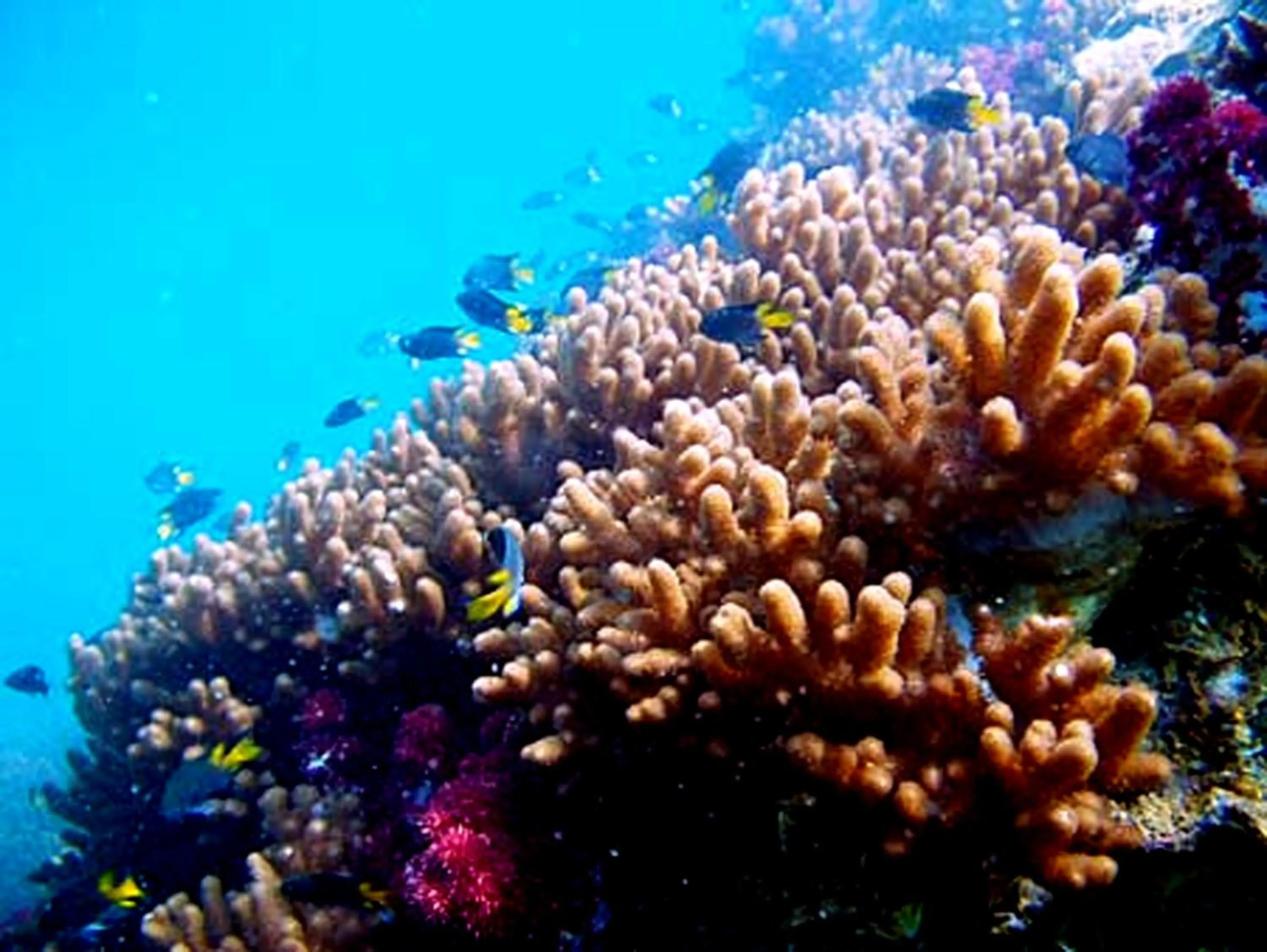 Diving in Sea Turtle House Moalboal
