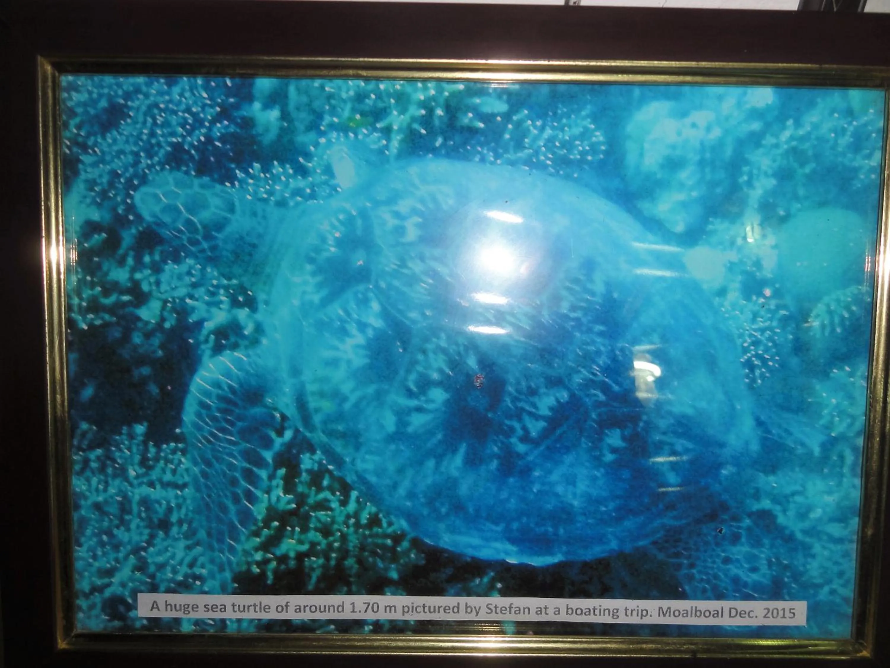 Animals in Sea Turtle House Moalboal