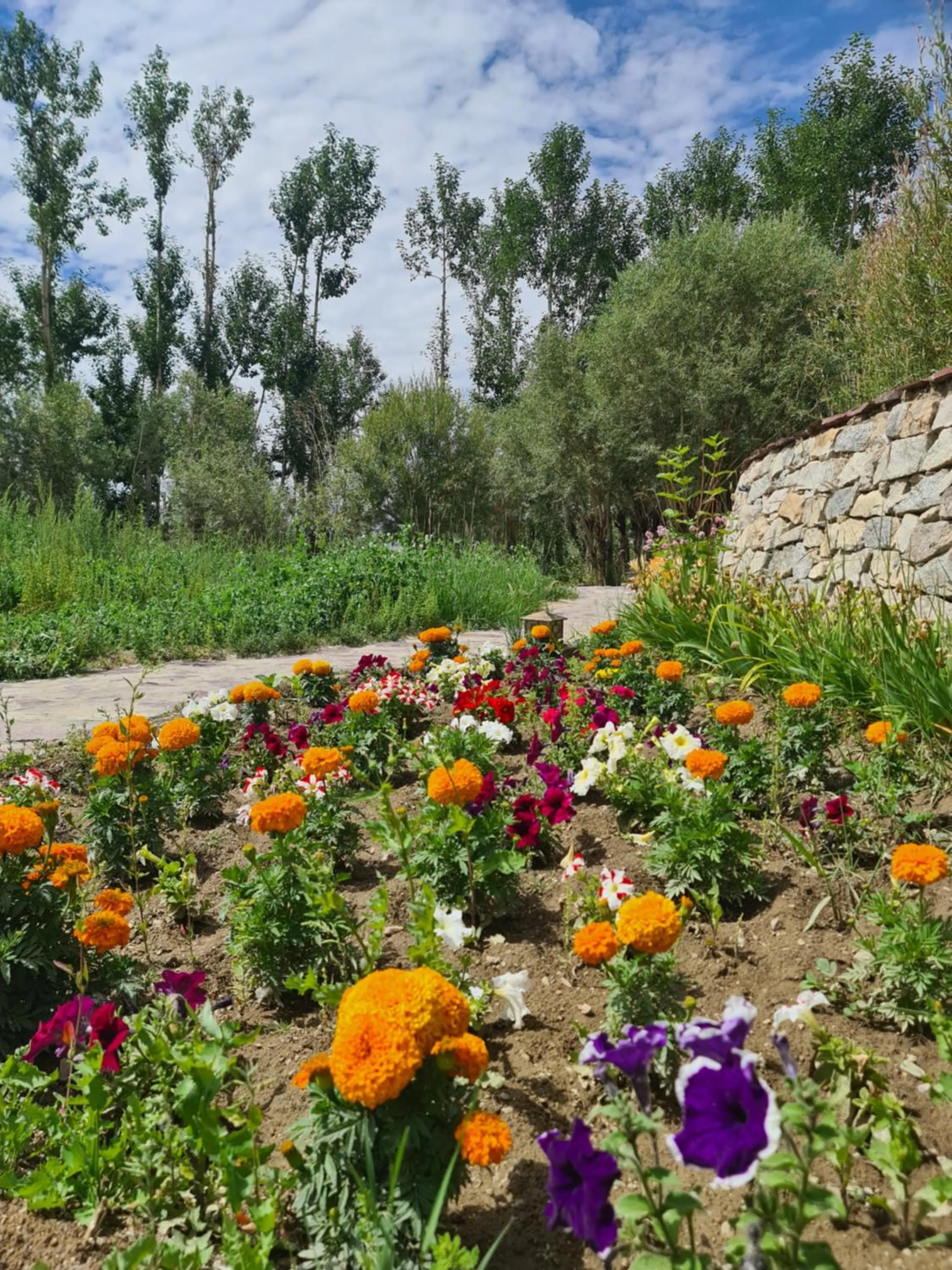 Spring in Ladakh Eco Resort
